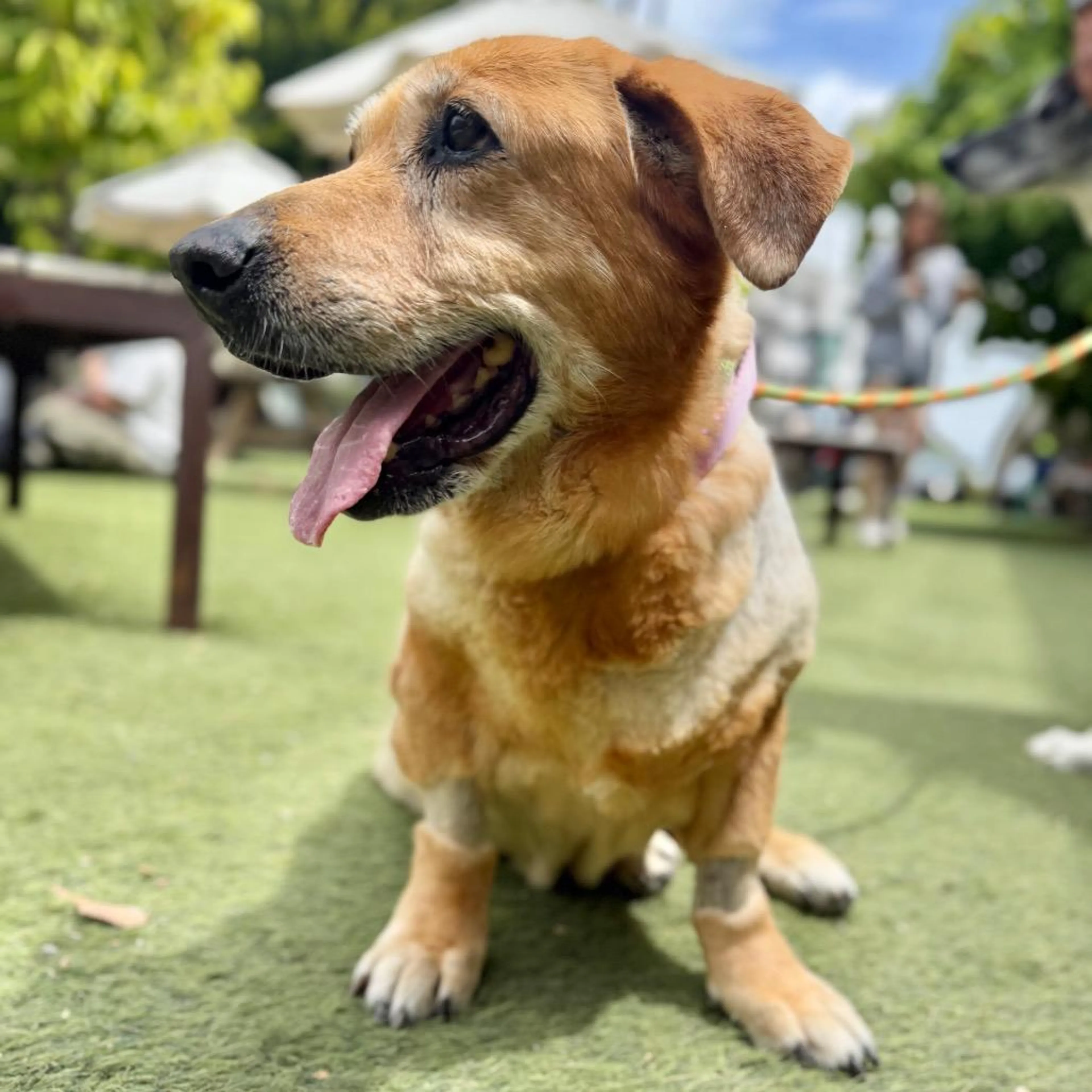 Found pet-2