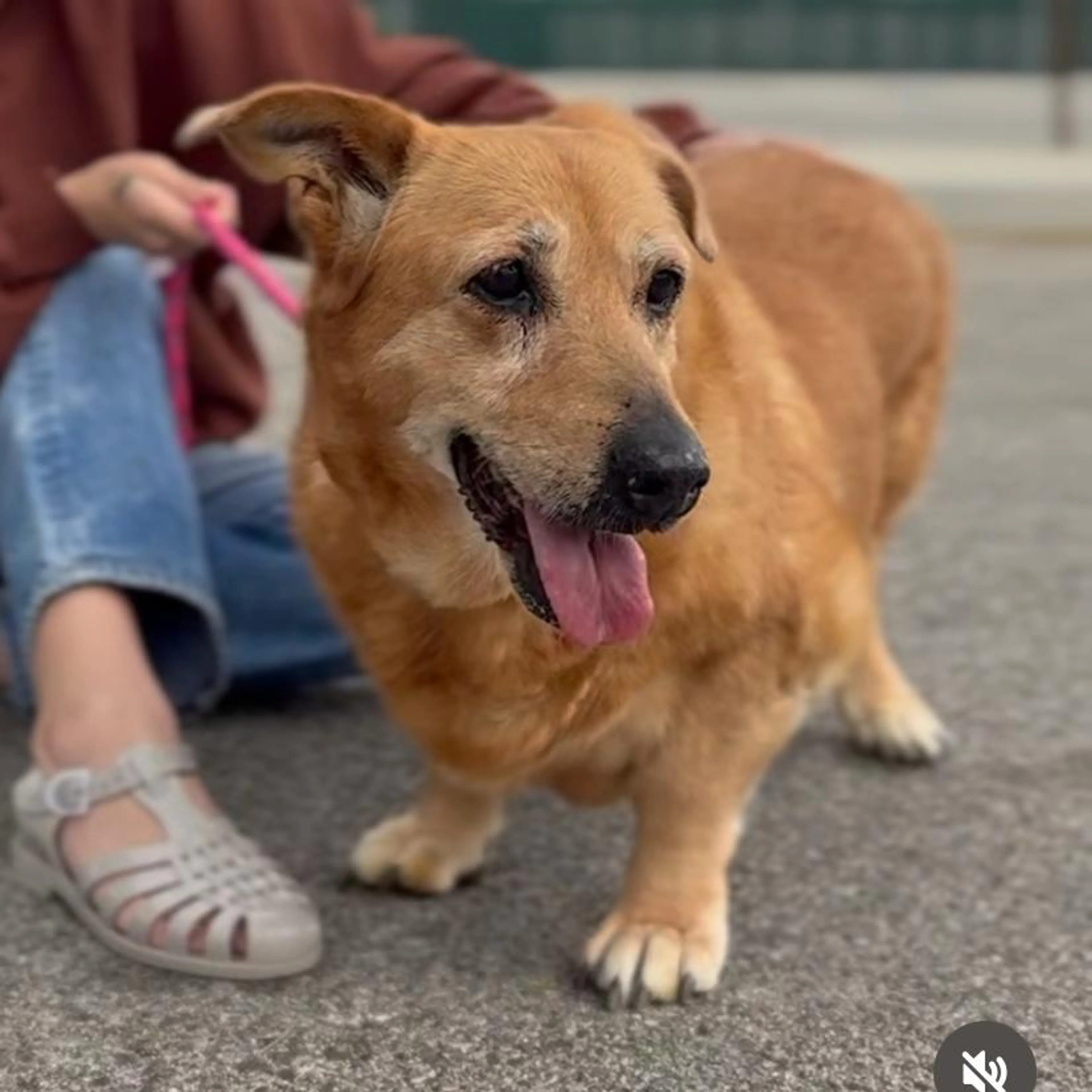 Found pet-1