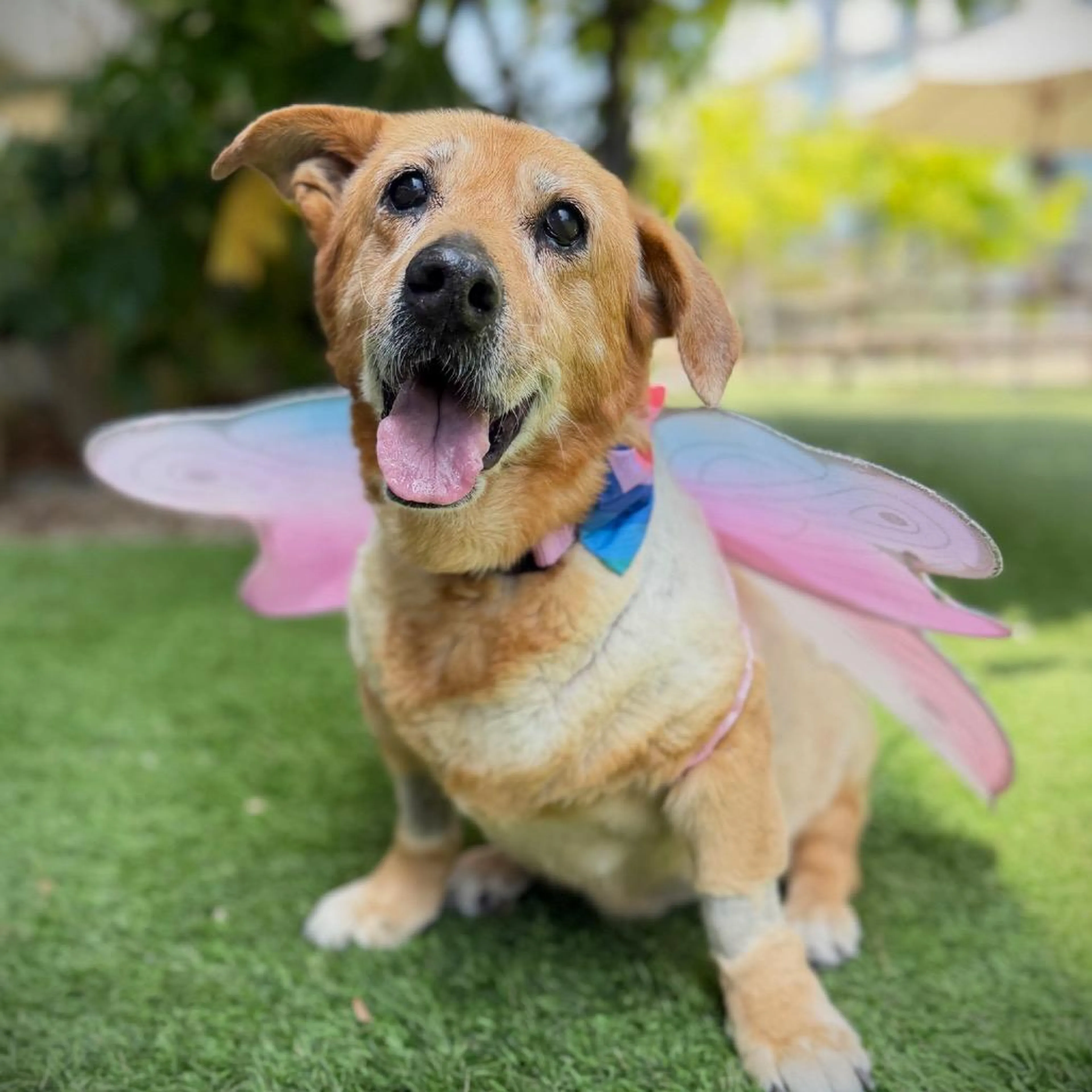Found pet-4