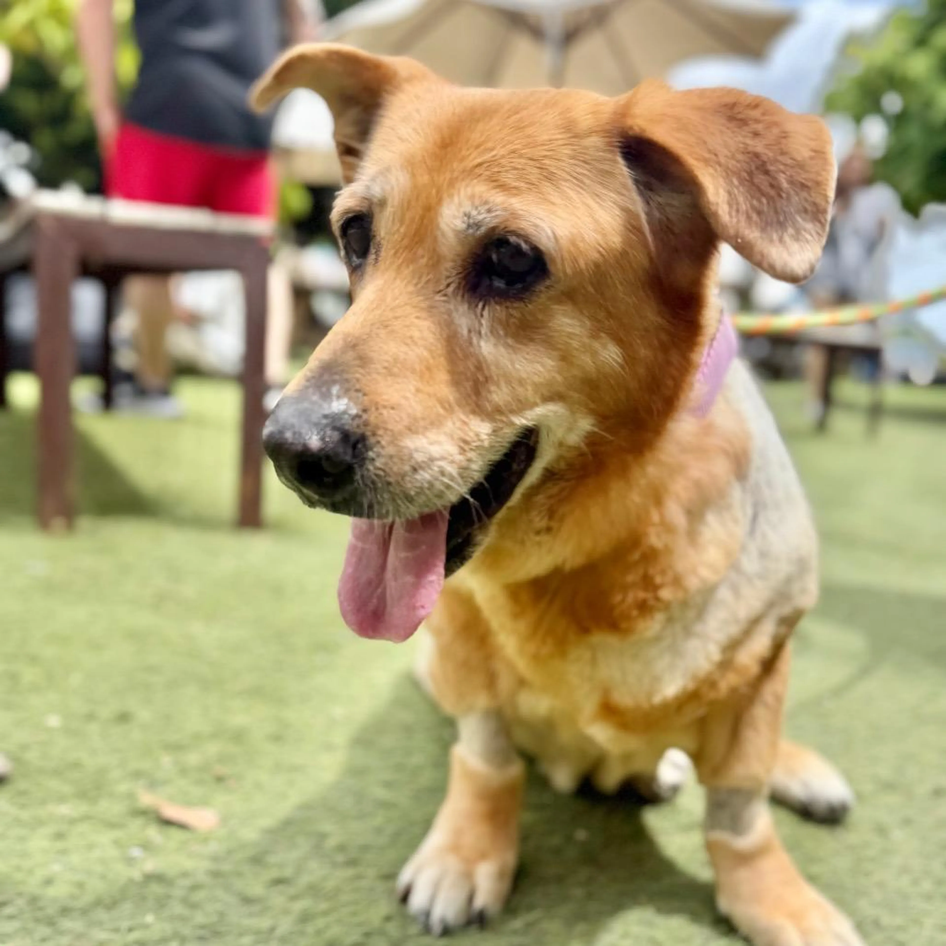 Found pet-3