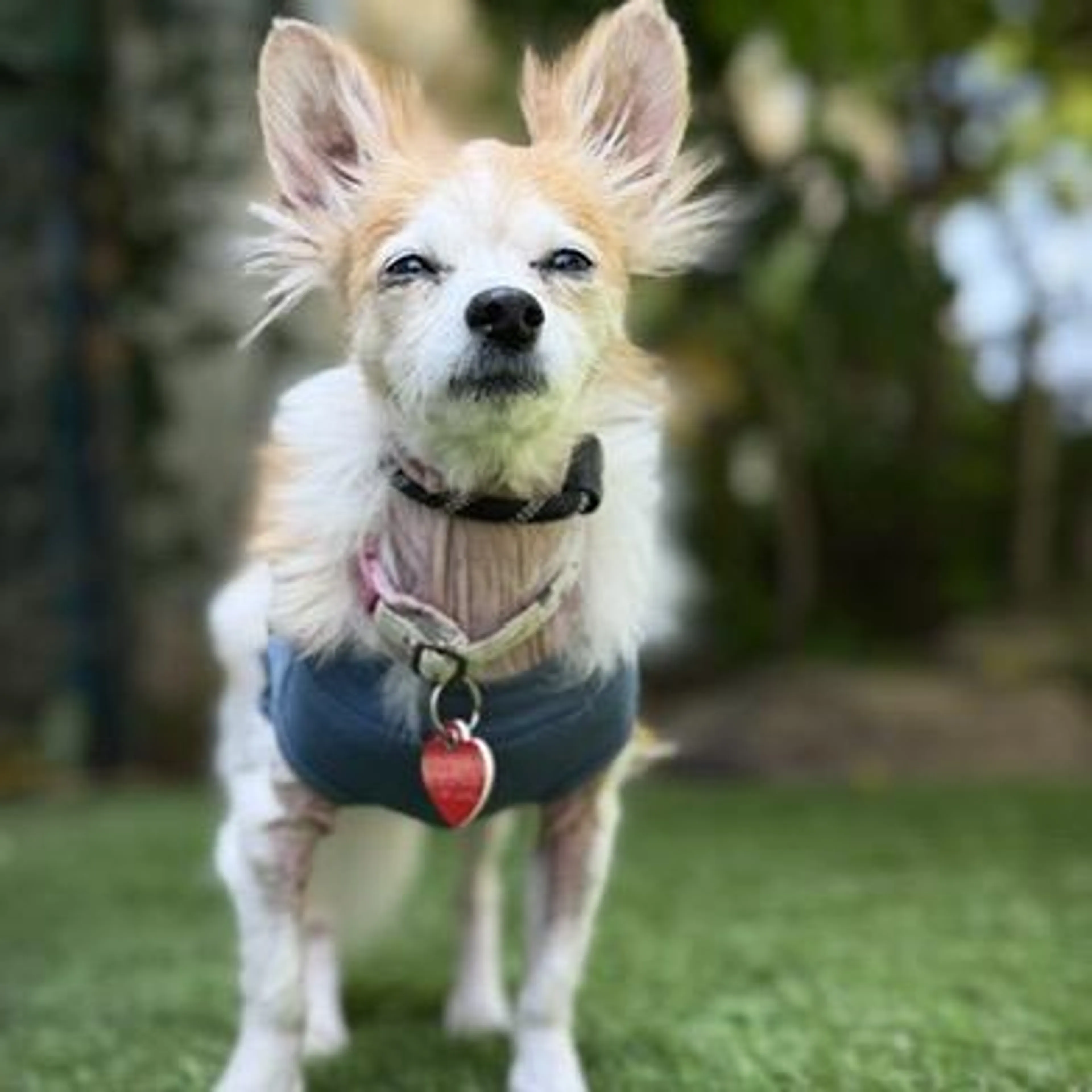 Found pet-3
