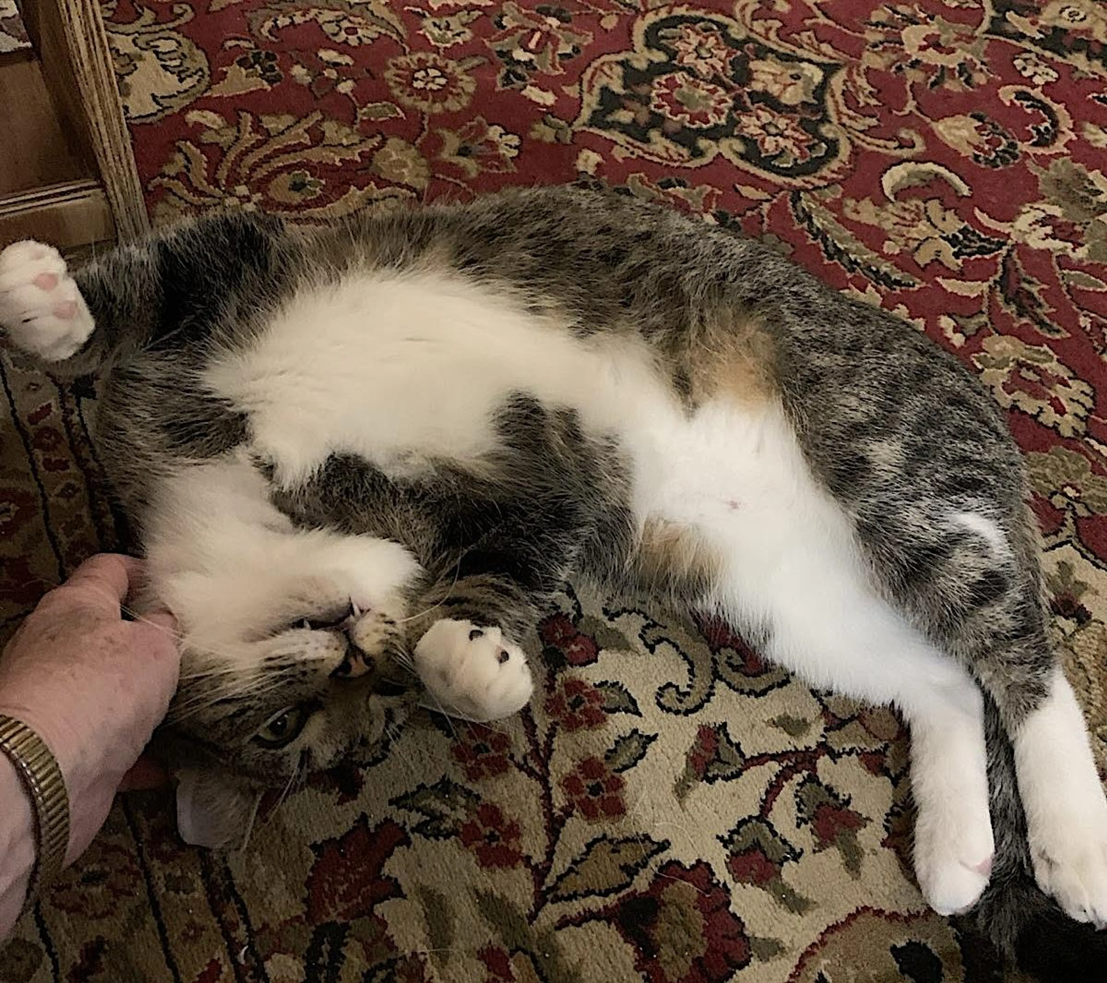 Found pet-1