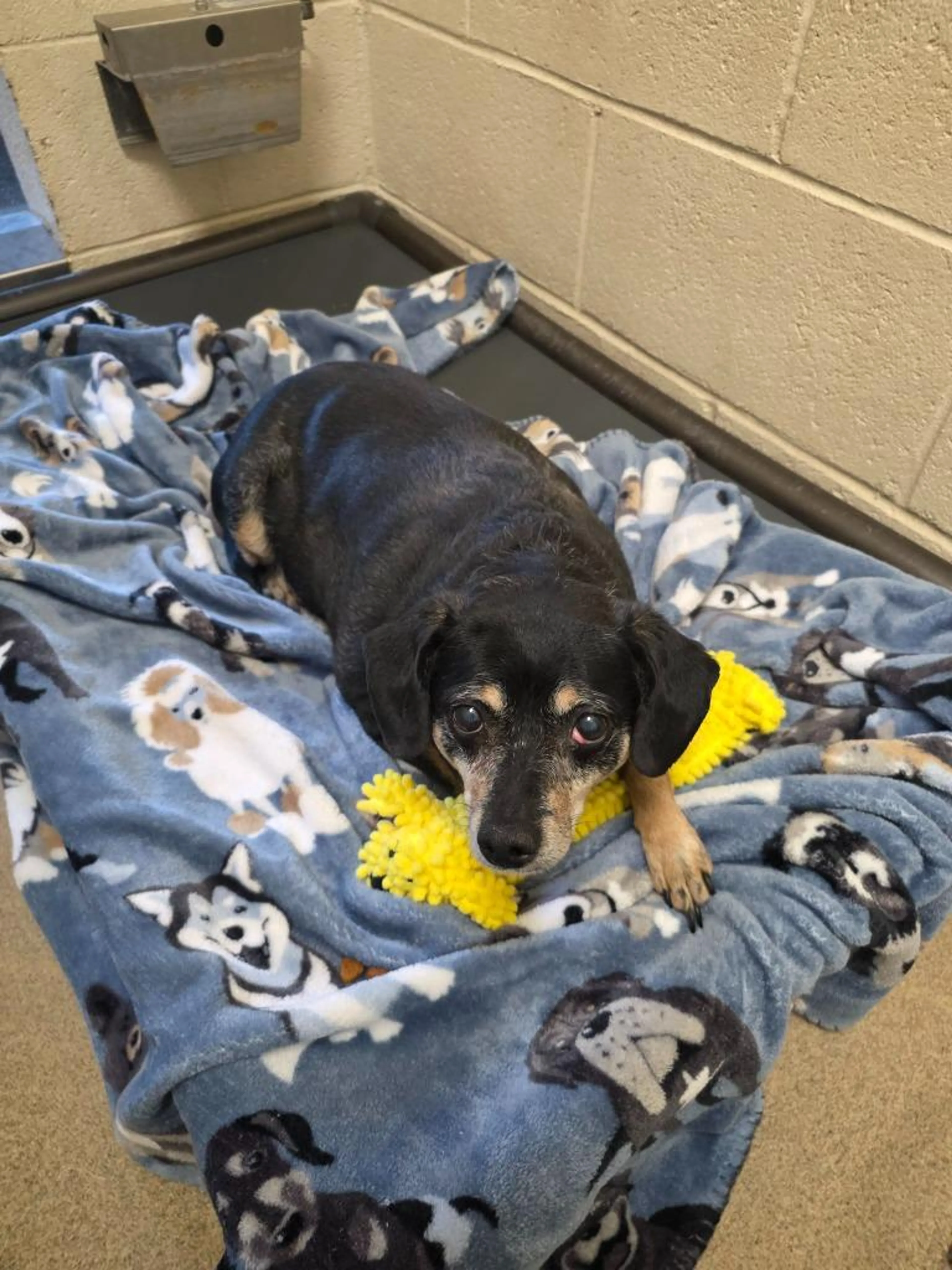 Found pet