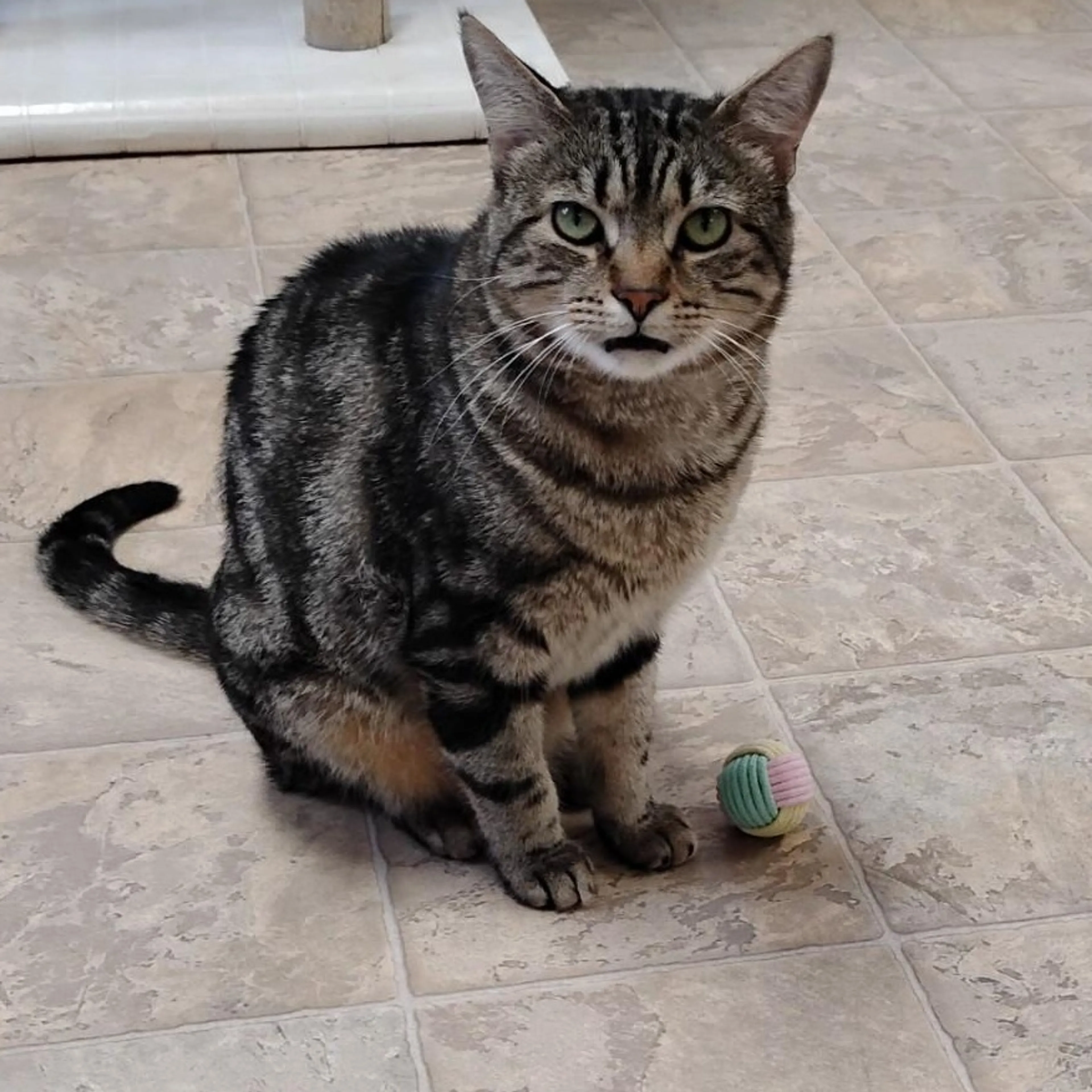 Found pet-2