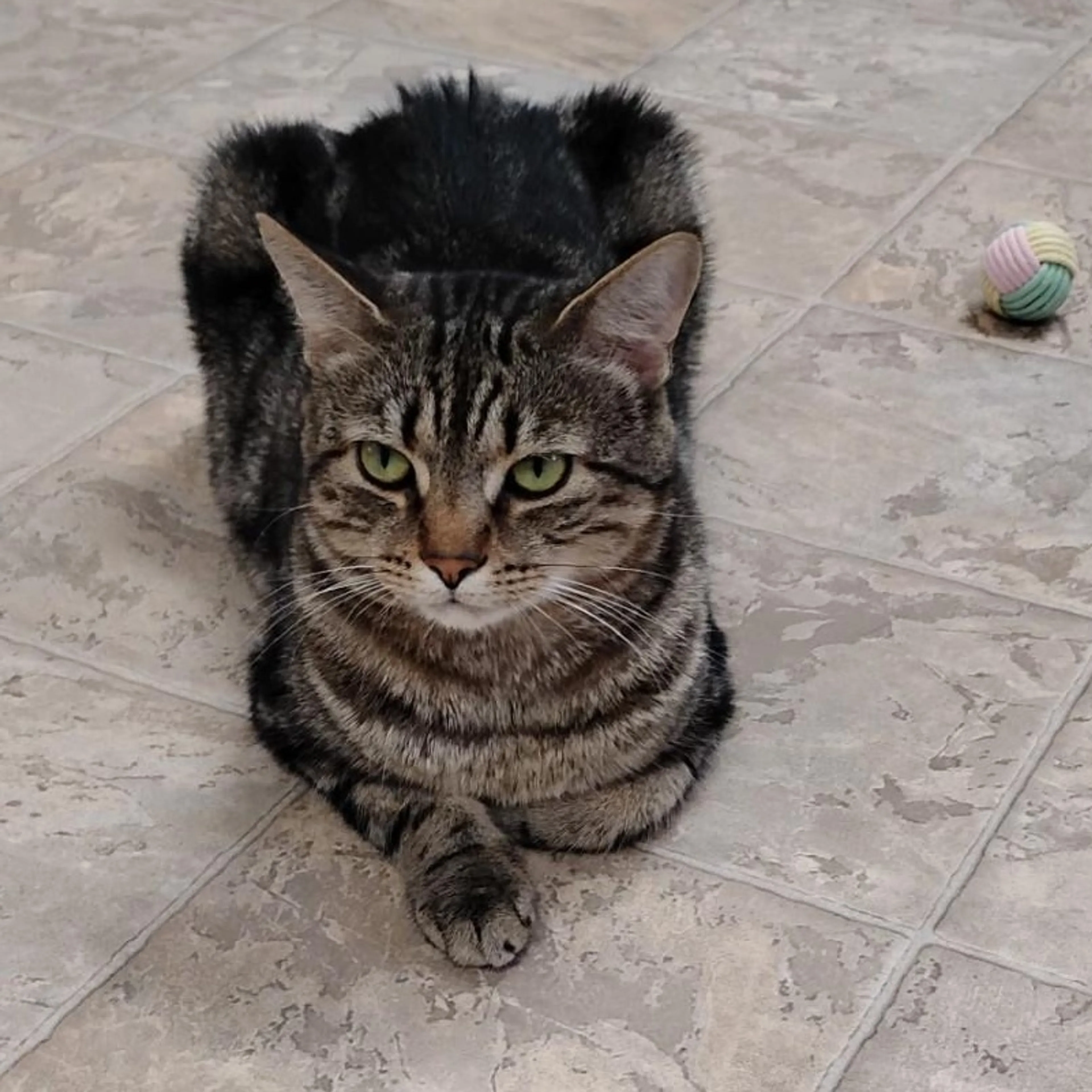 Found pet-1
