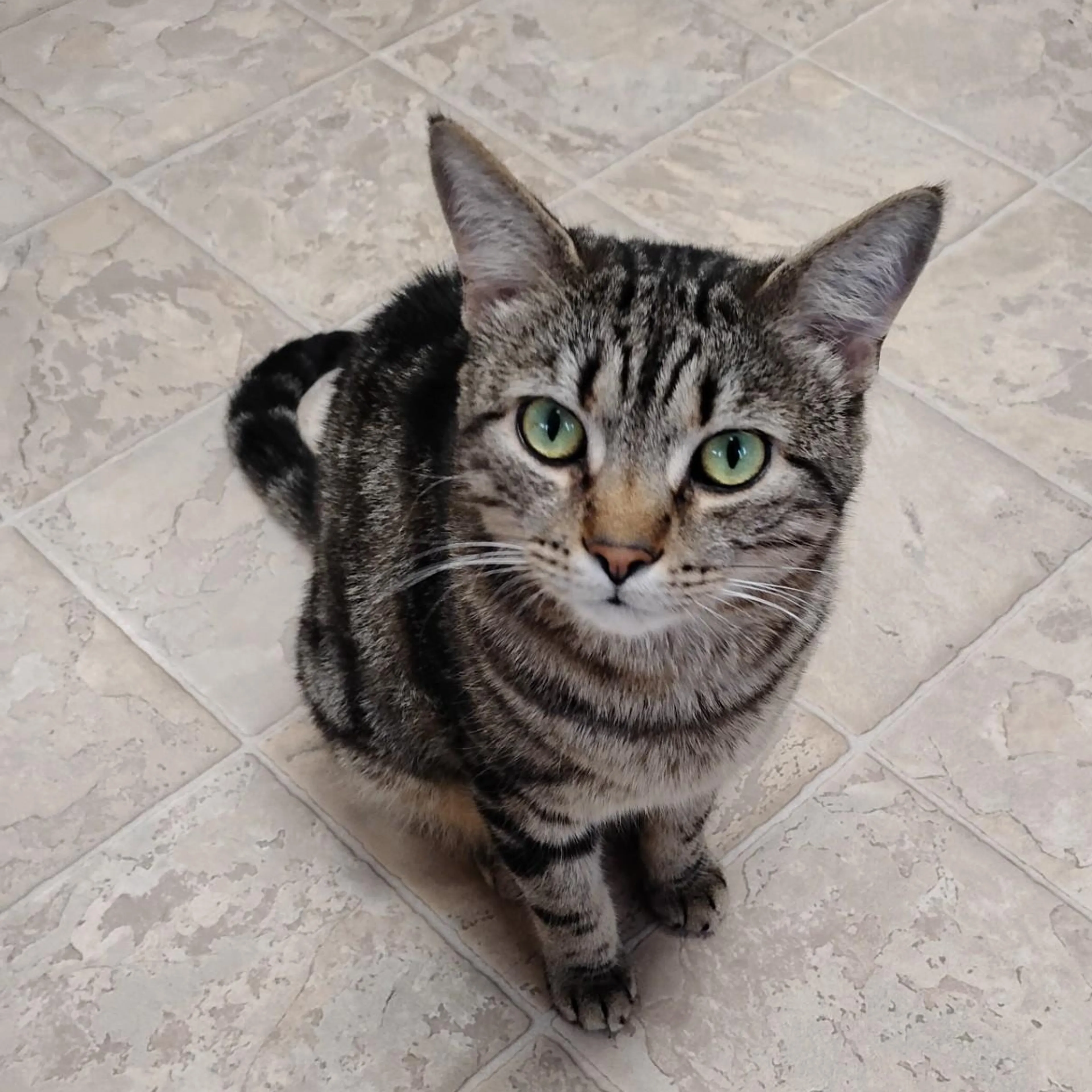 Found pet-4