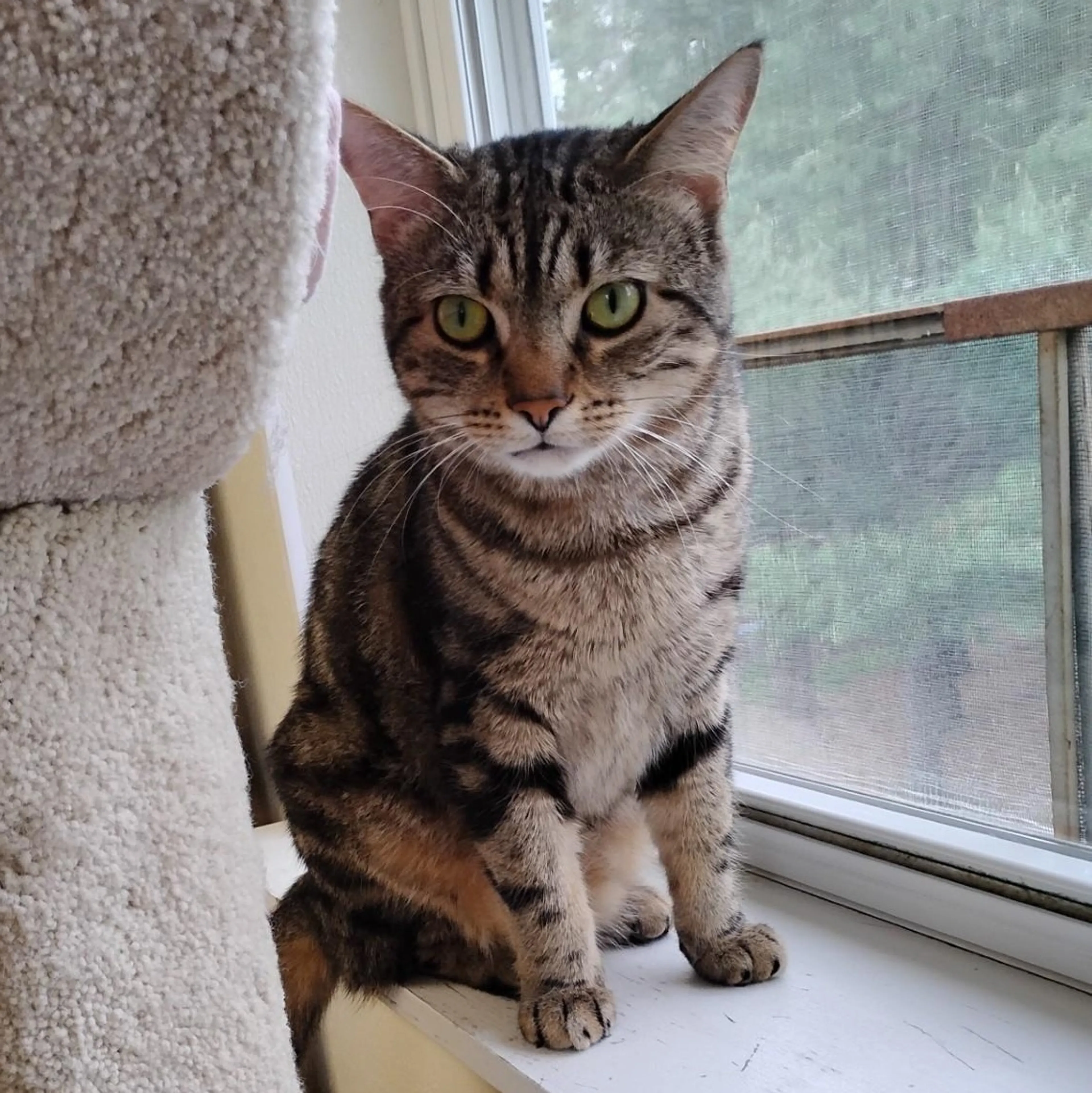 Found pet-3