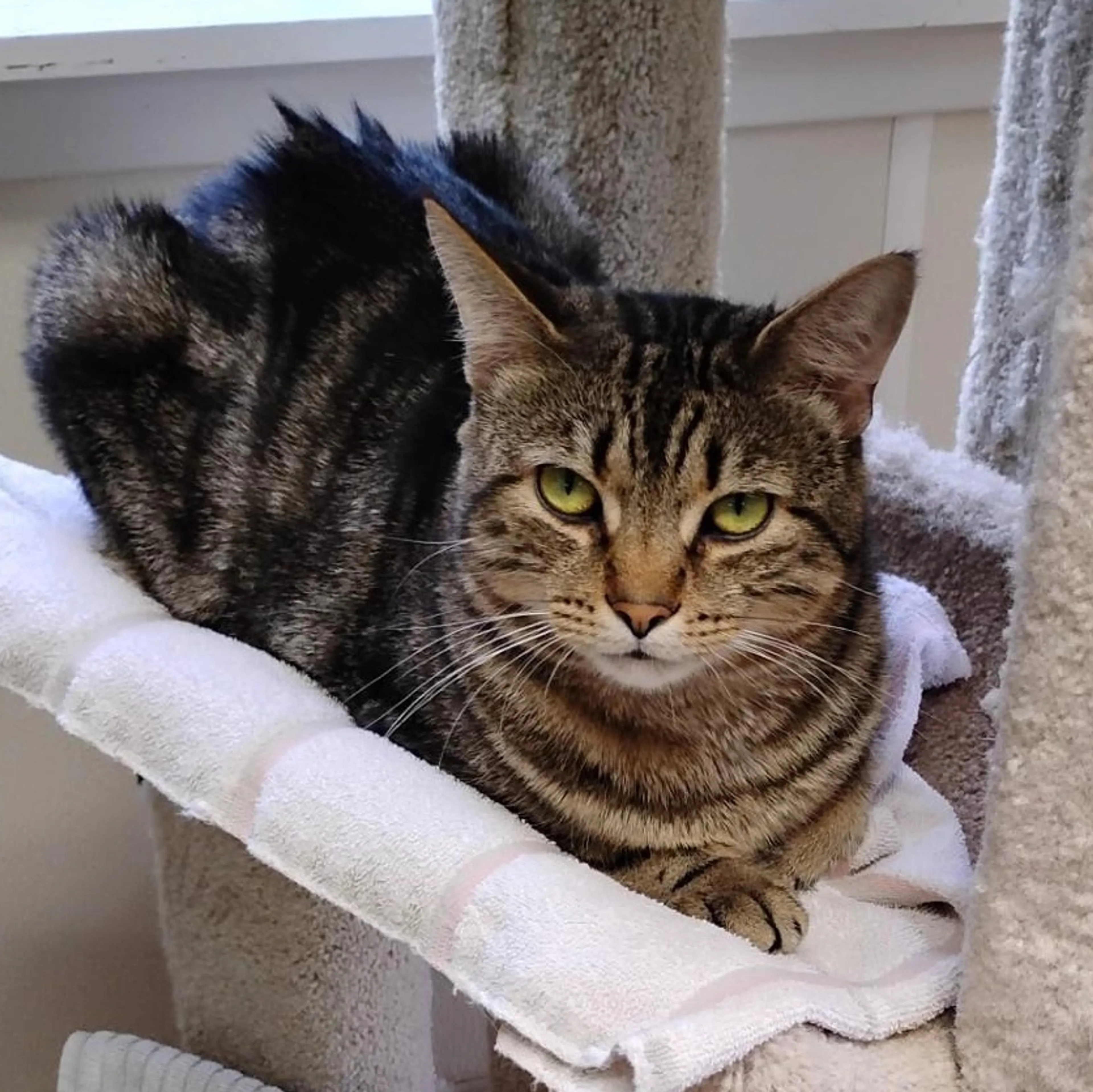 Found pet-5