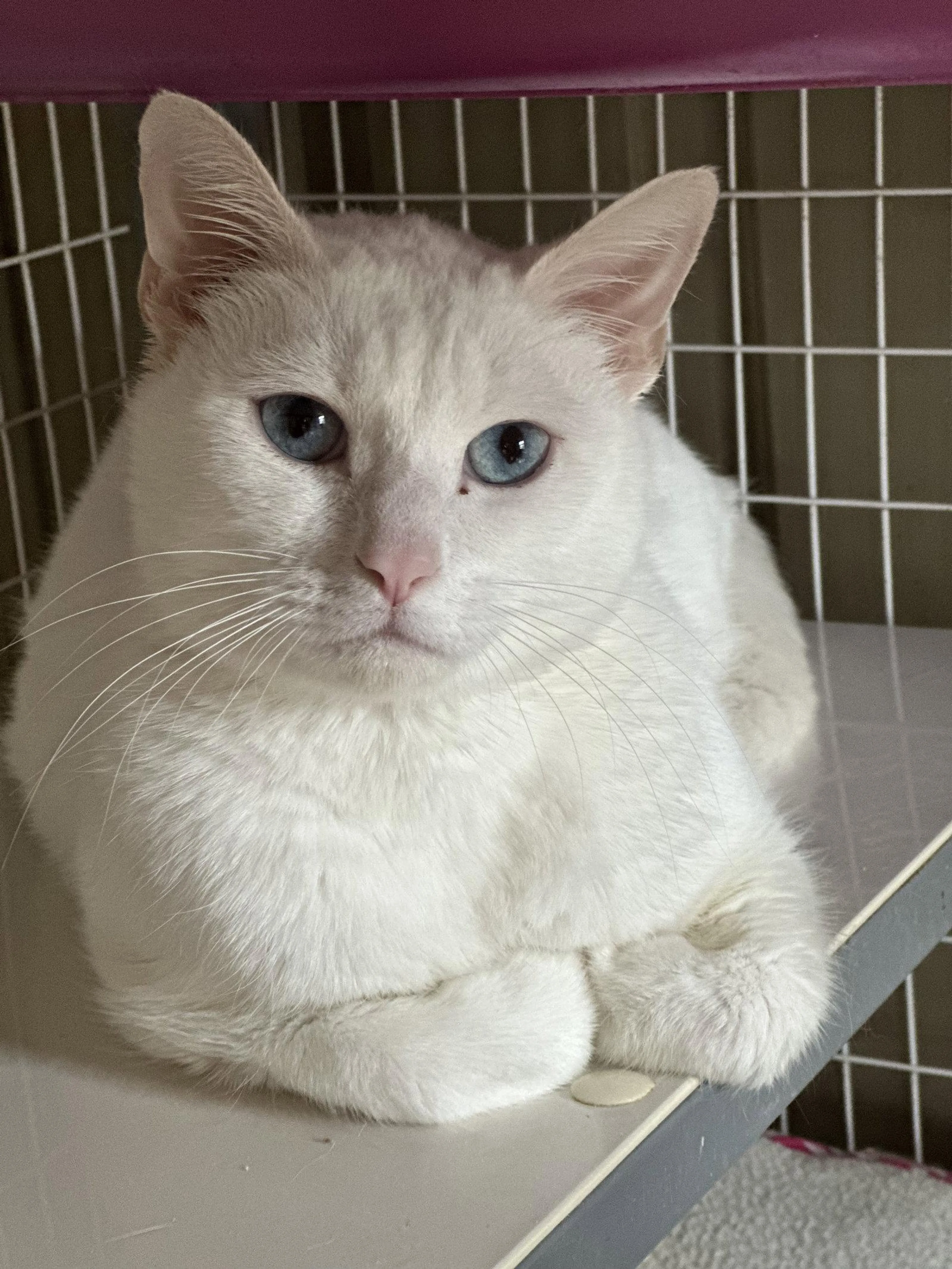 Found pet-0