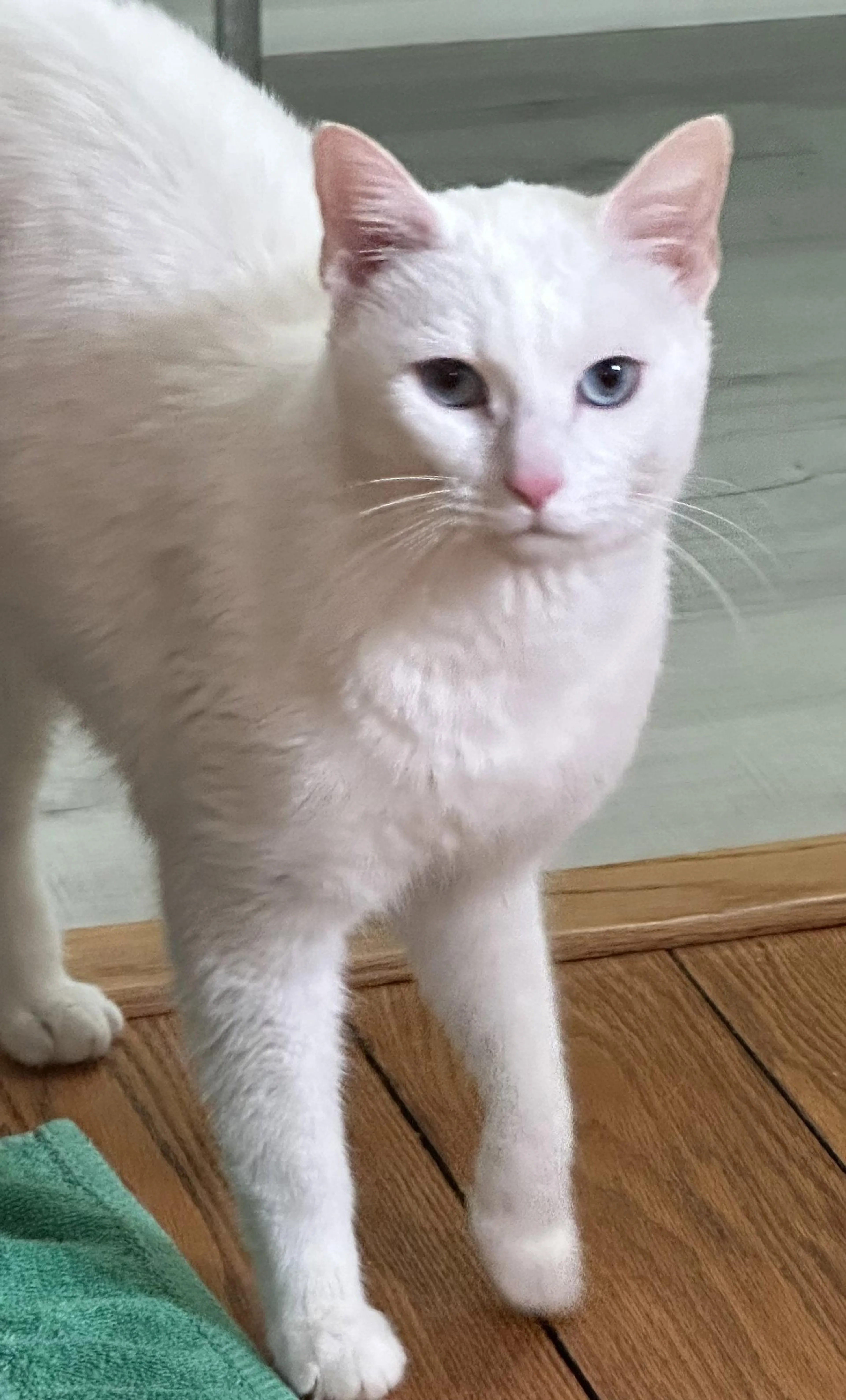 Found pet-1