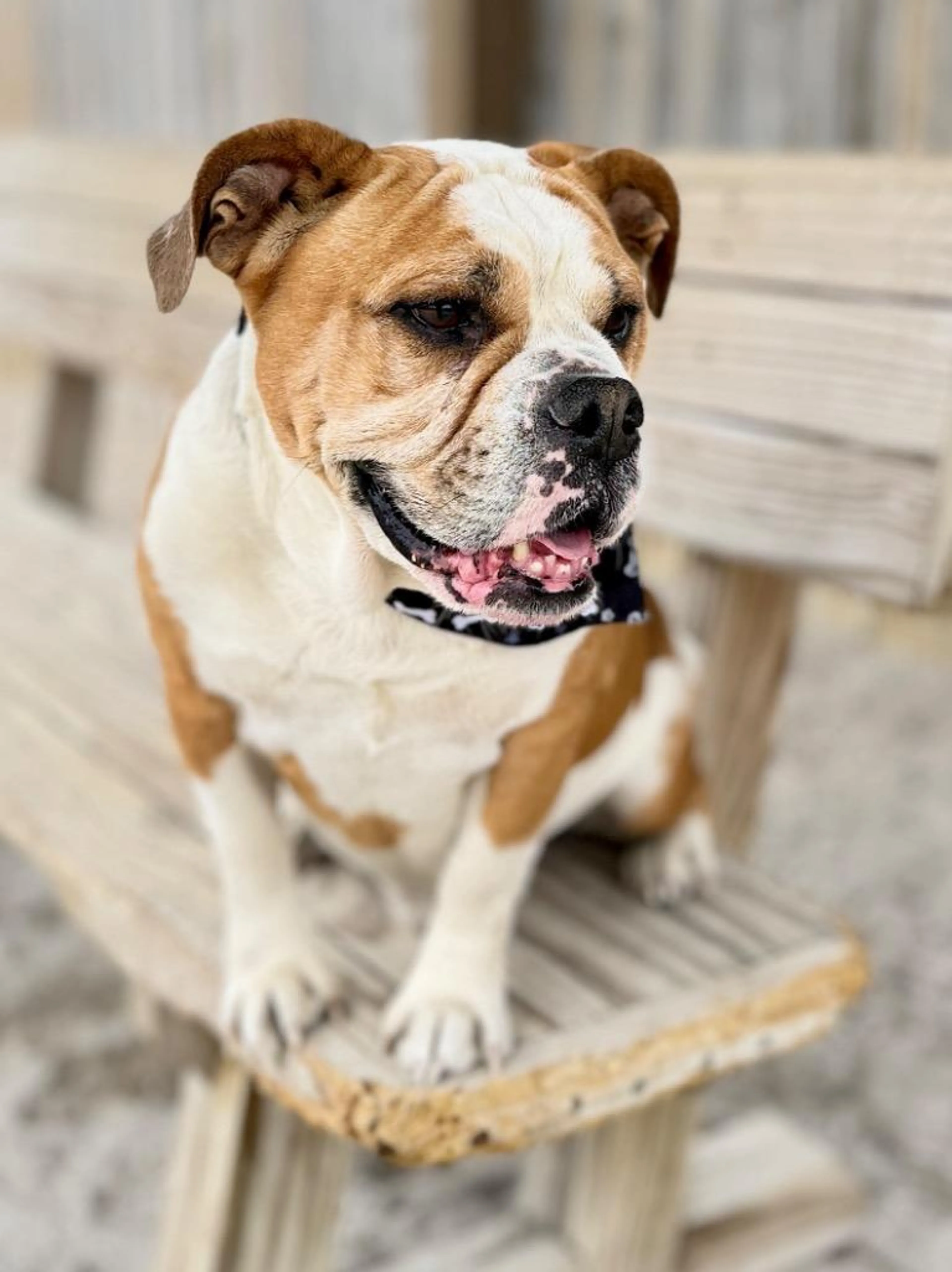 Found pet-3
