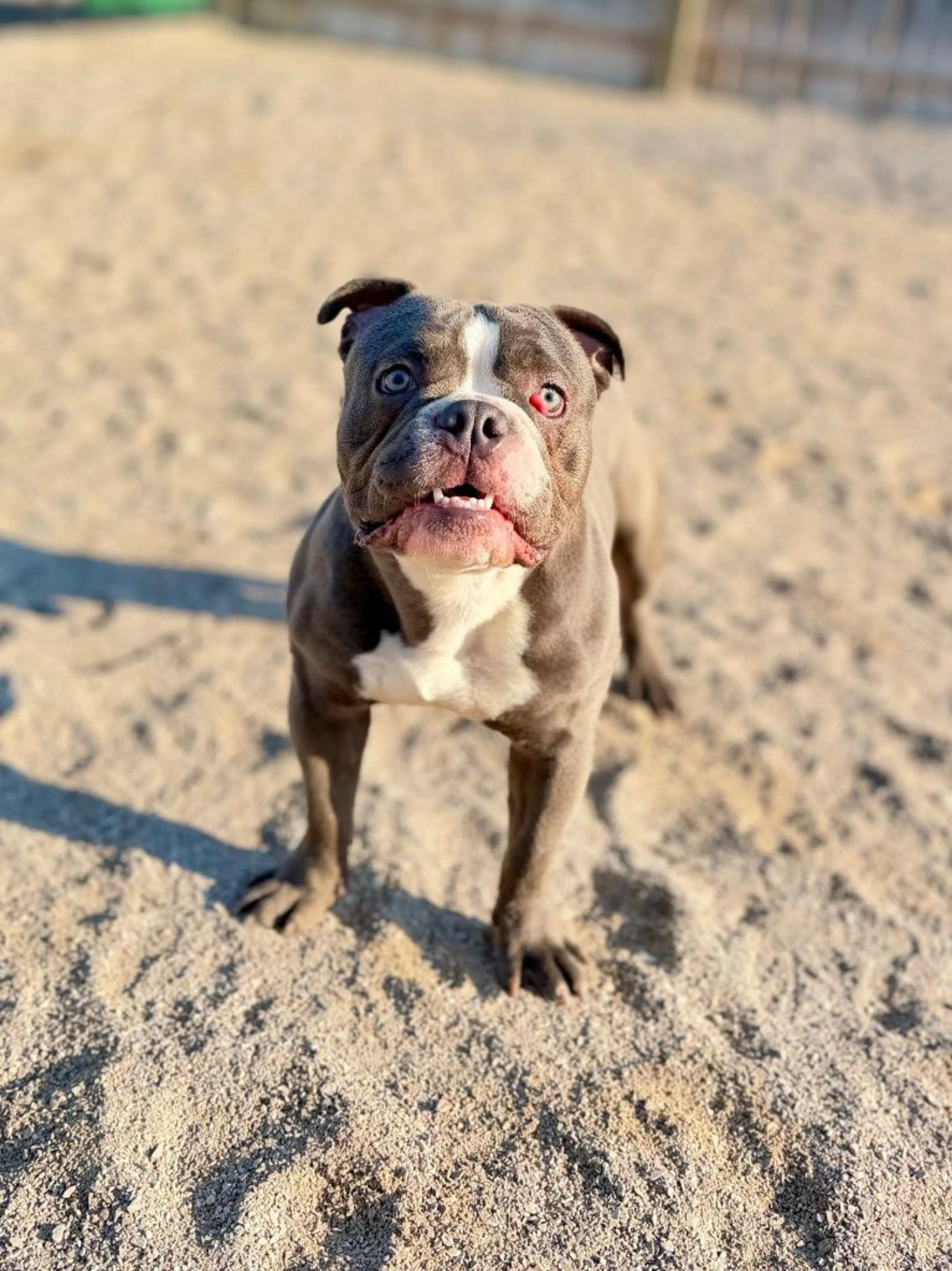 Found pet-3