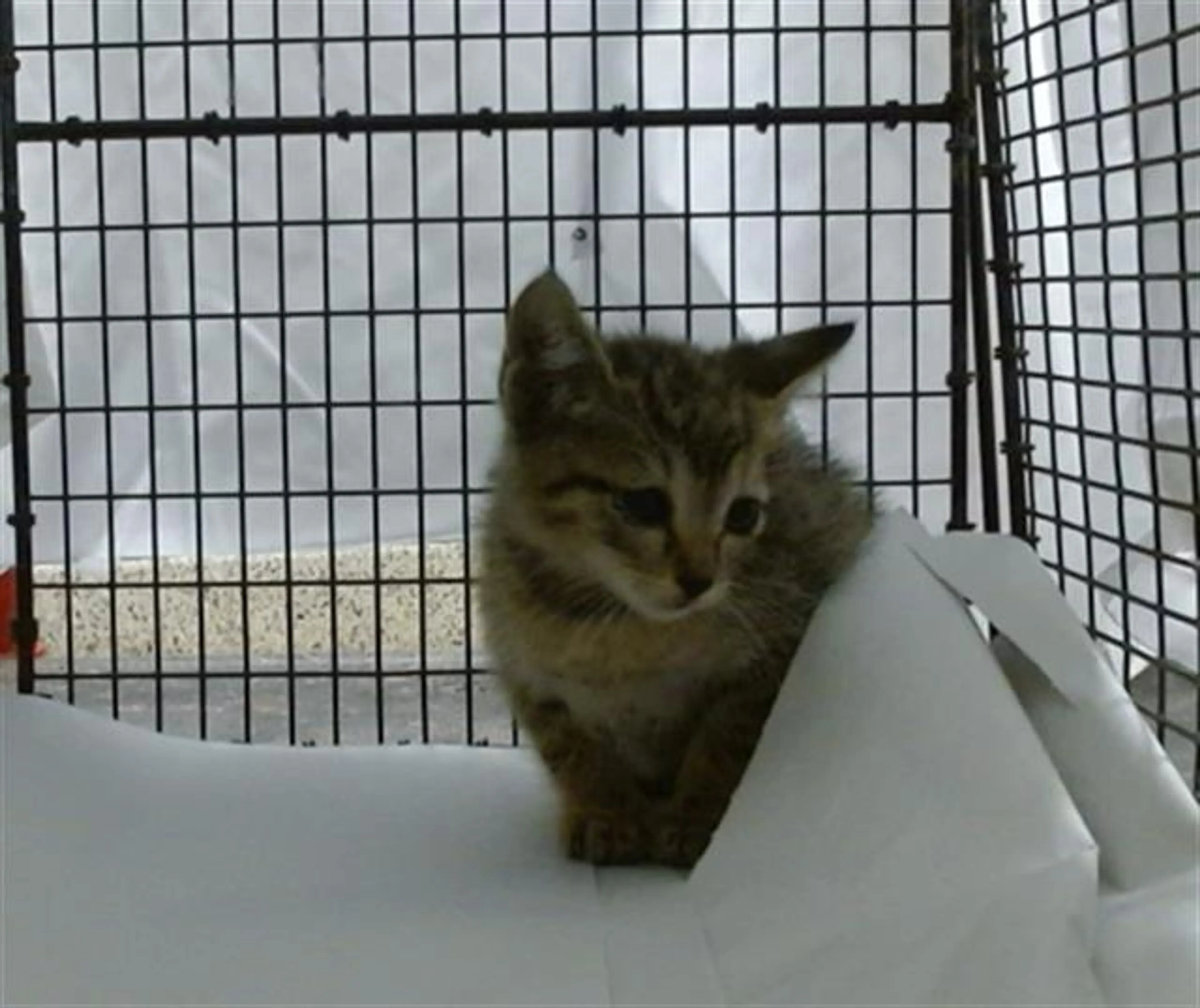 Found pet
