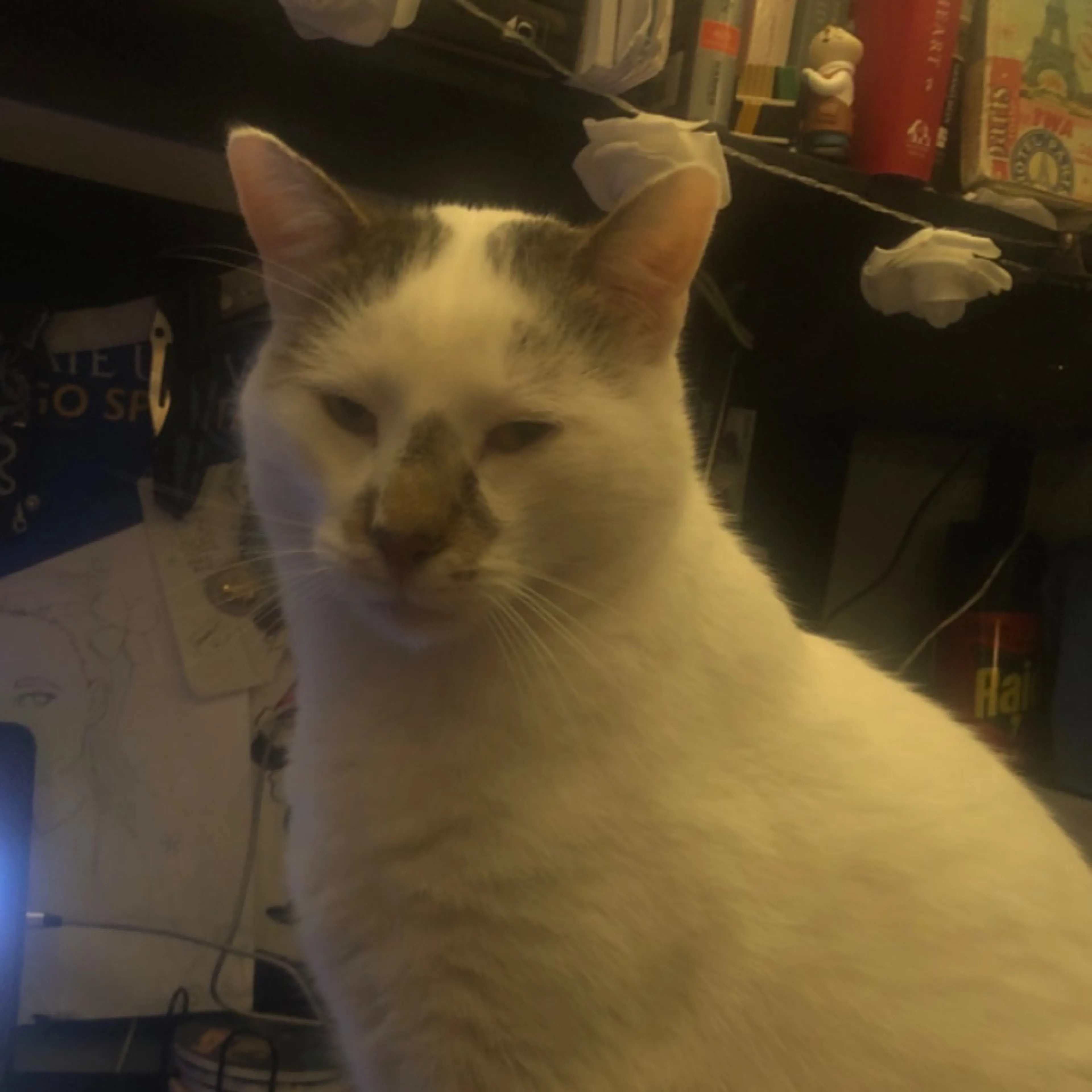 Lost pet