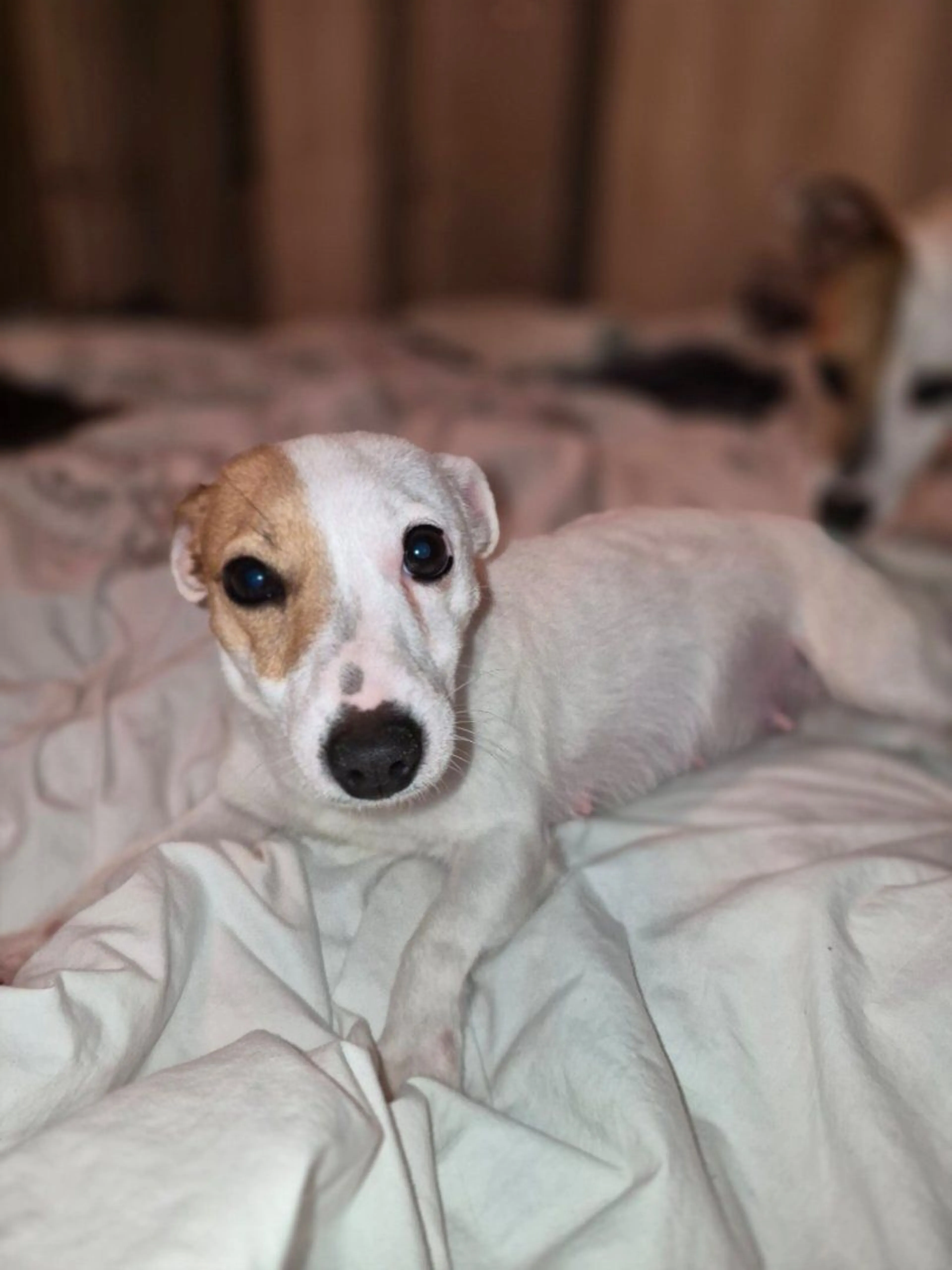 Lost pet