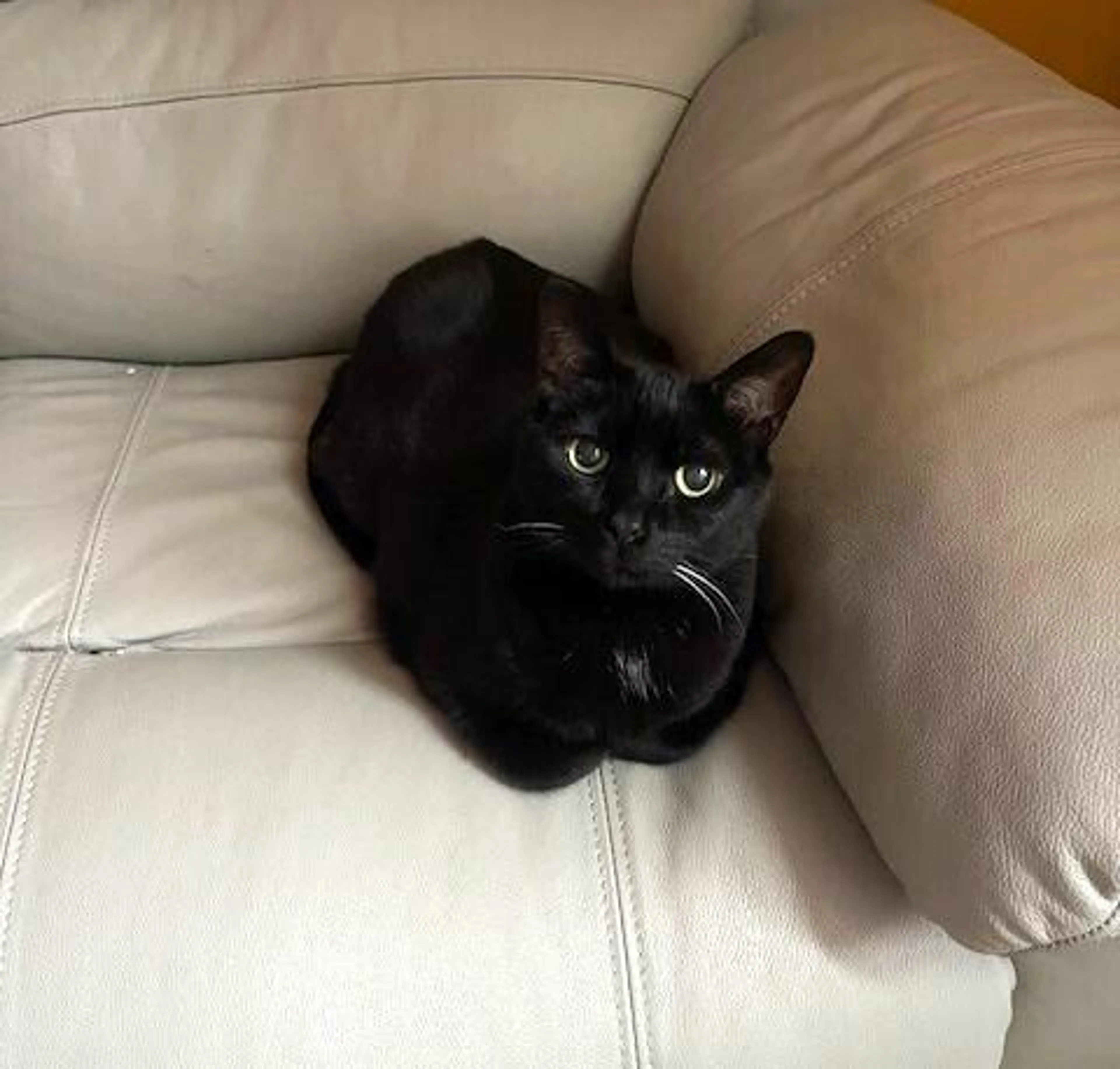 Found pet-0