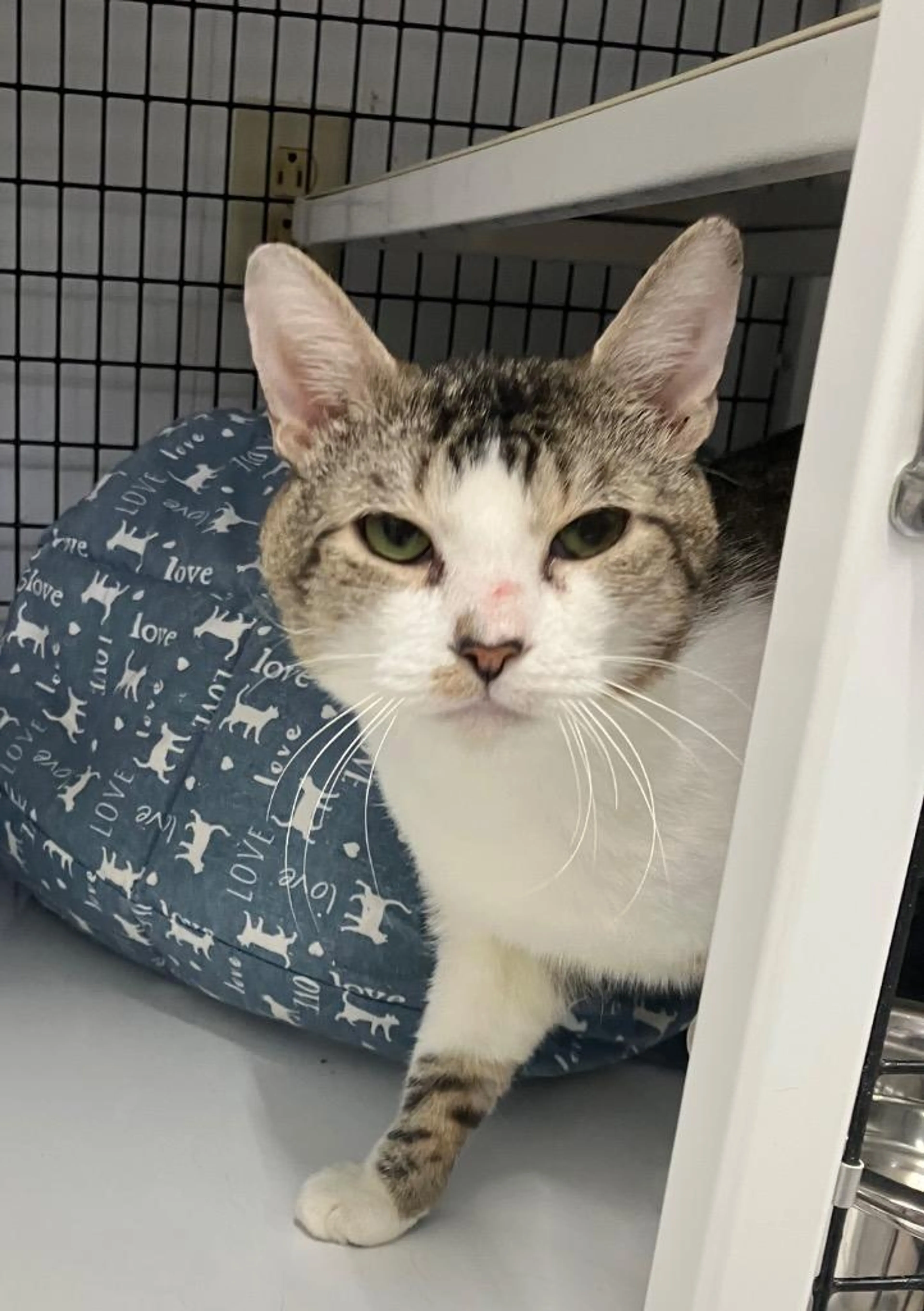 Found pet-2
