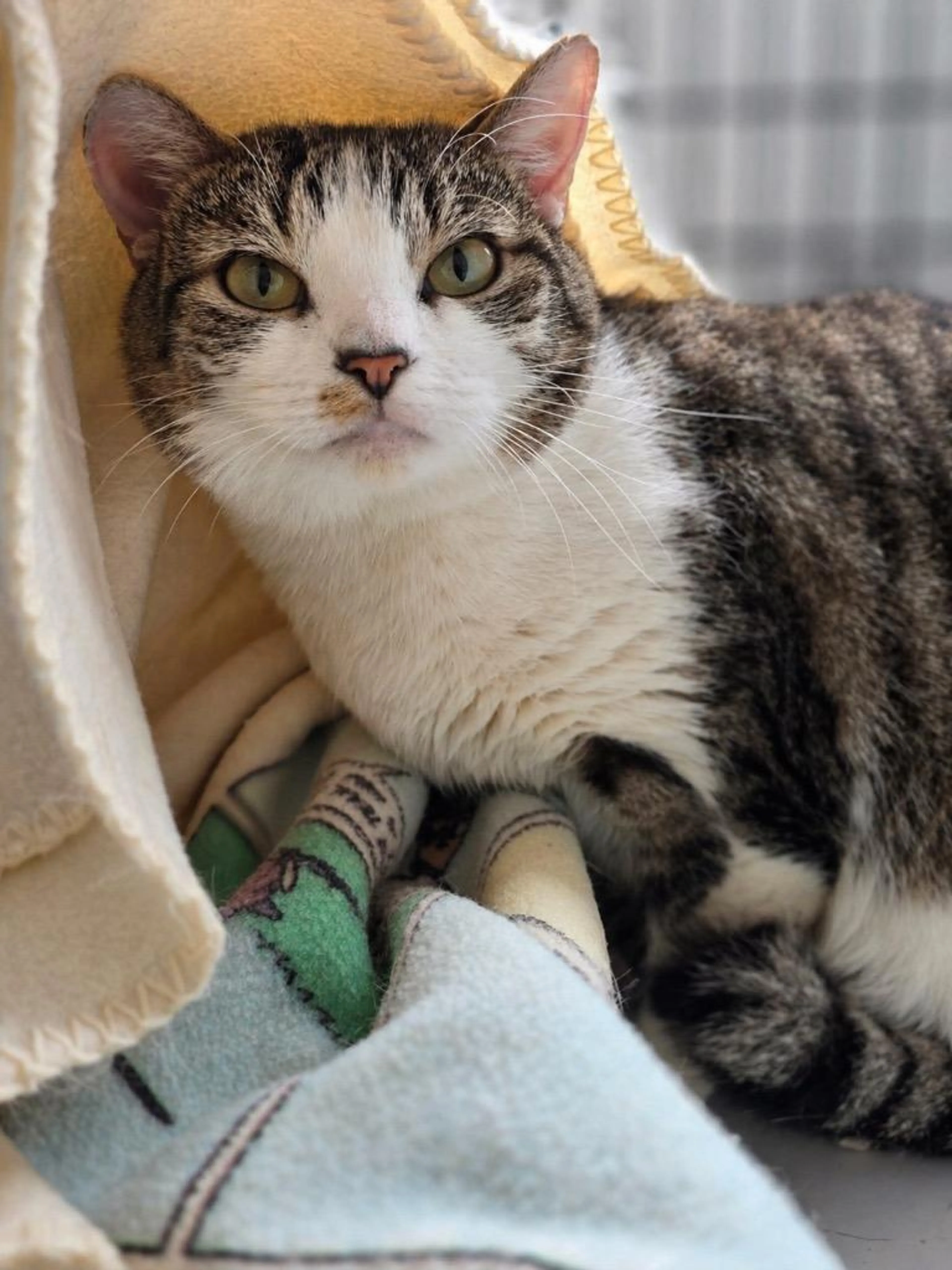 Found pet-1