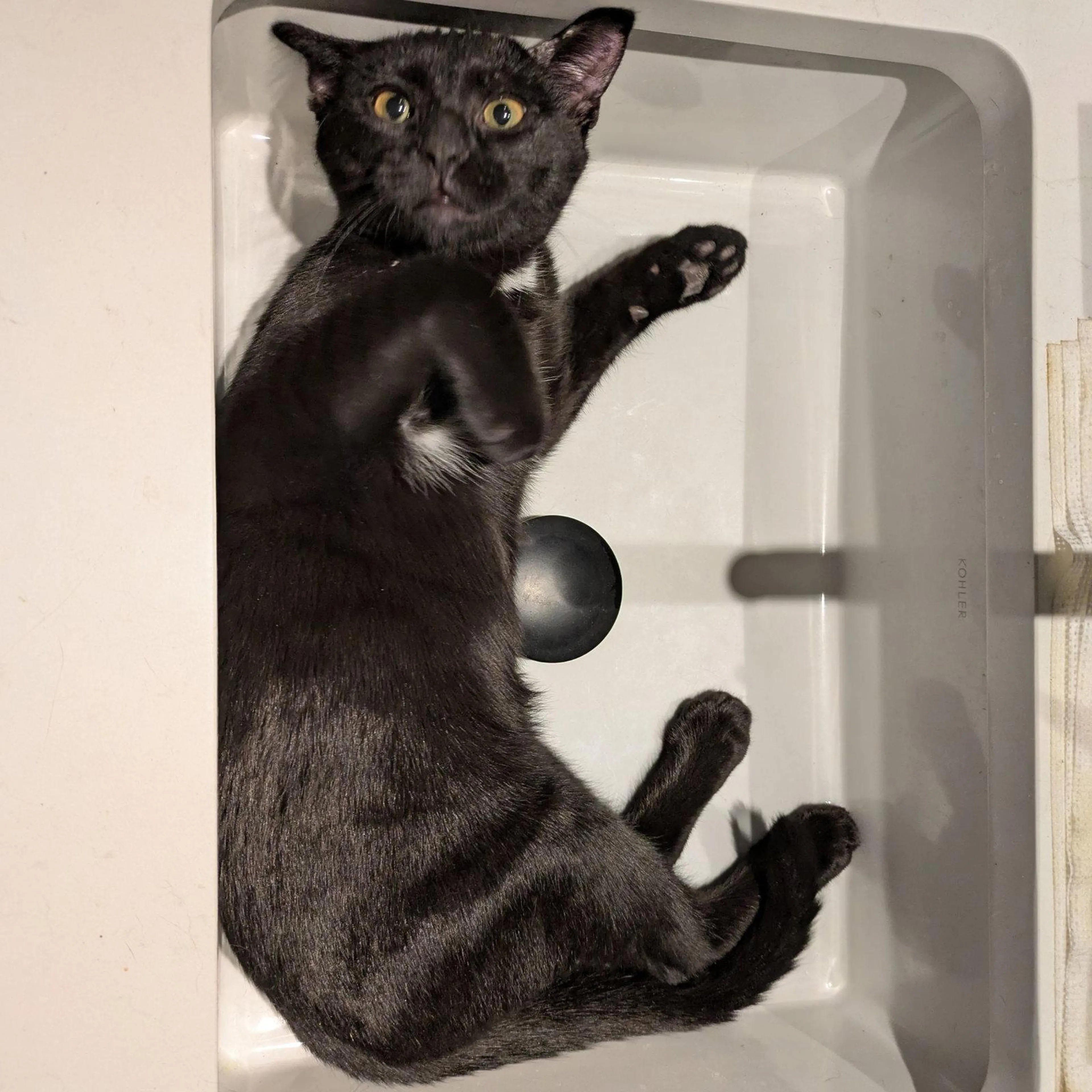 Found pet-2