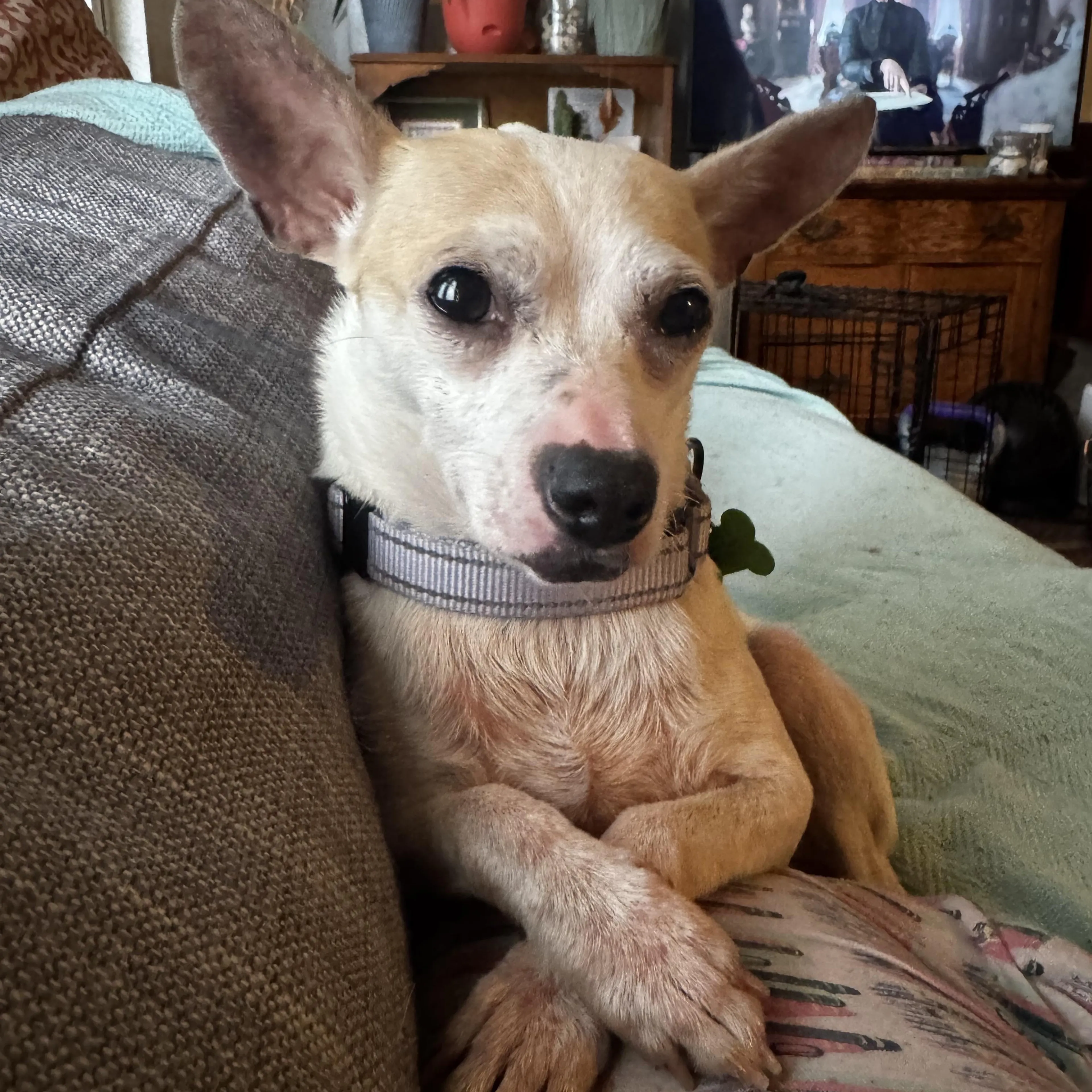 Found pet-1