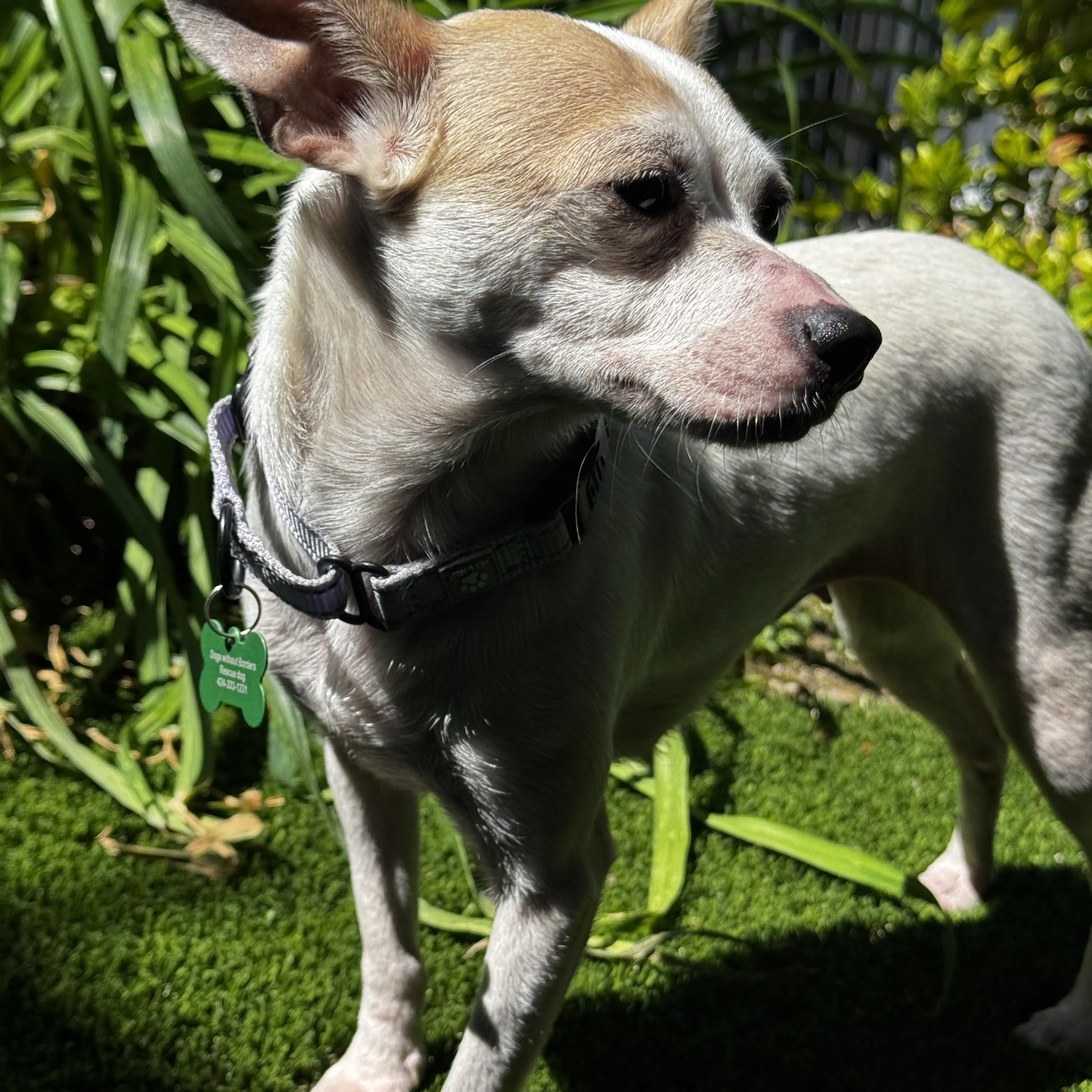 Found pet-3