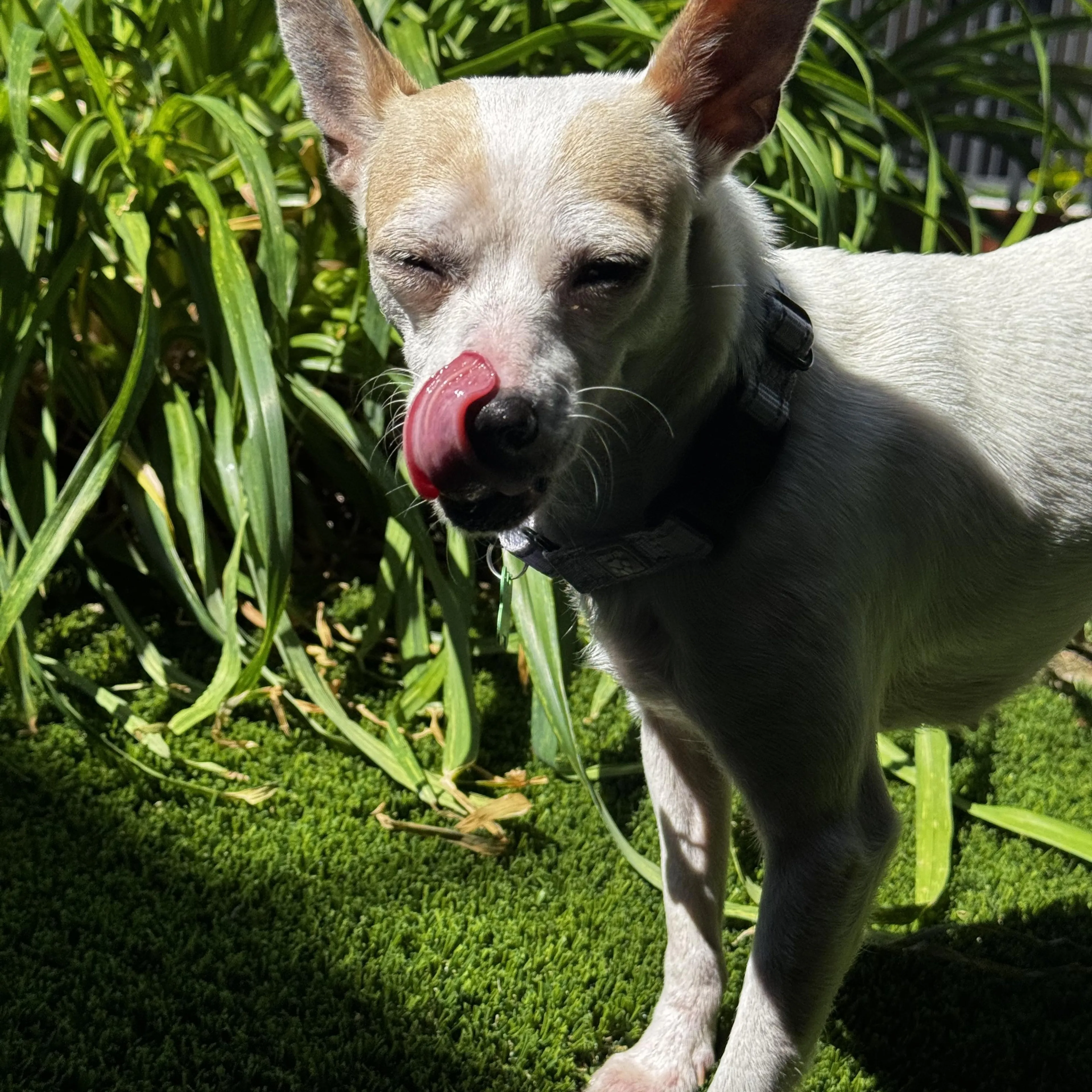 Found pet-2