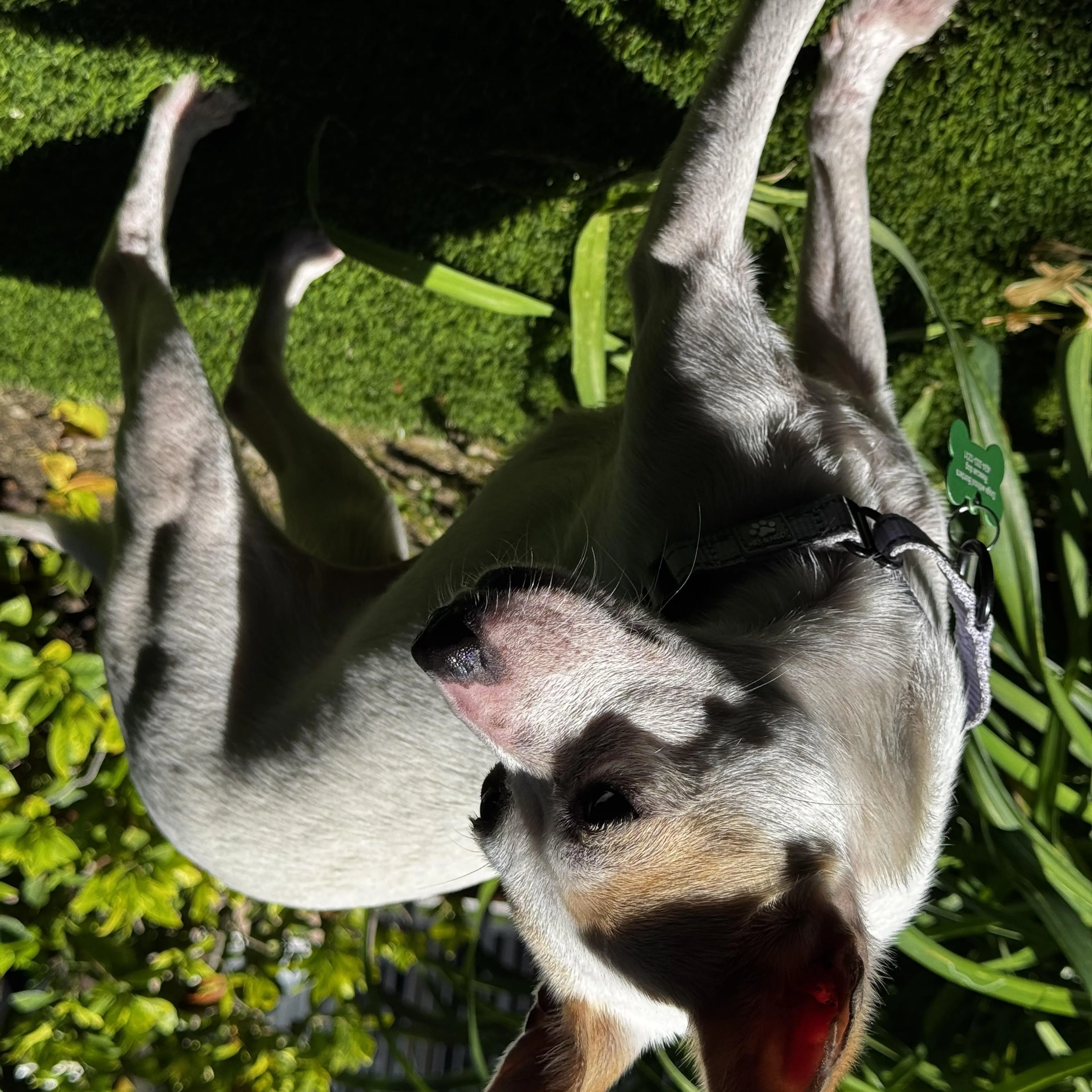 Found pet-0