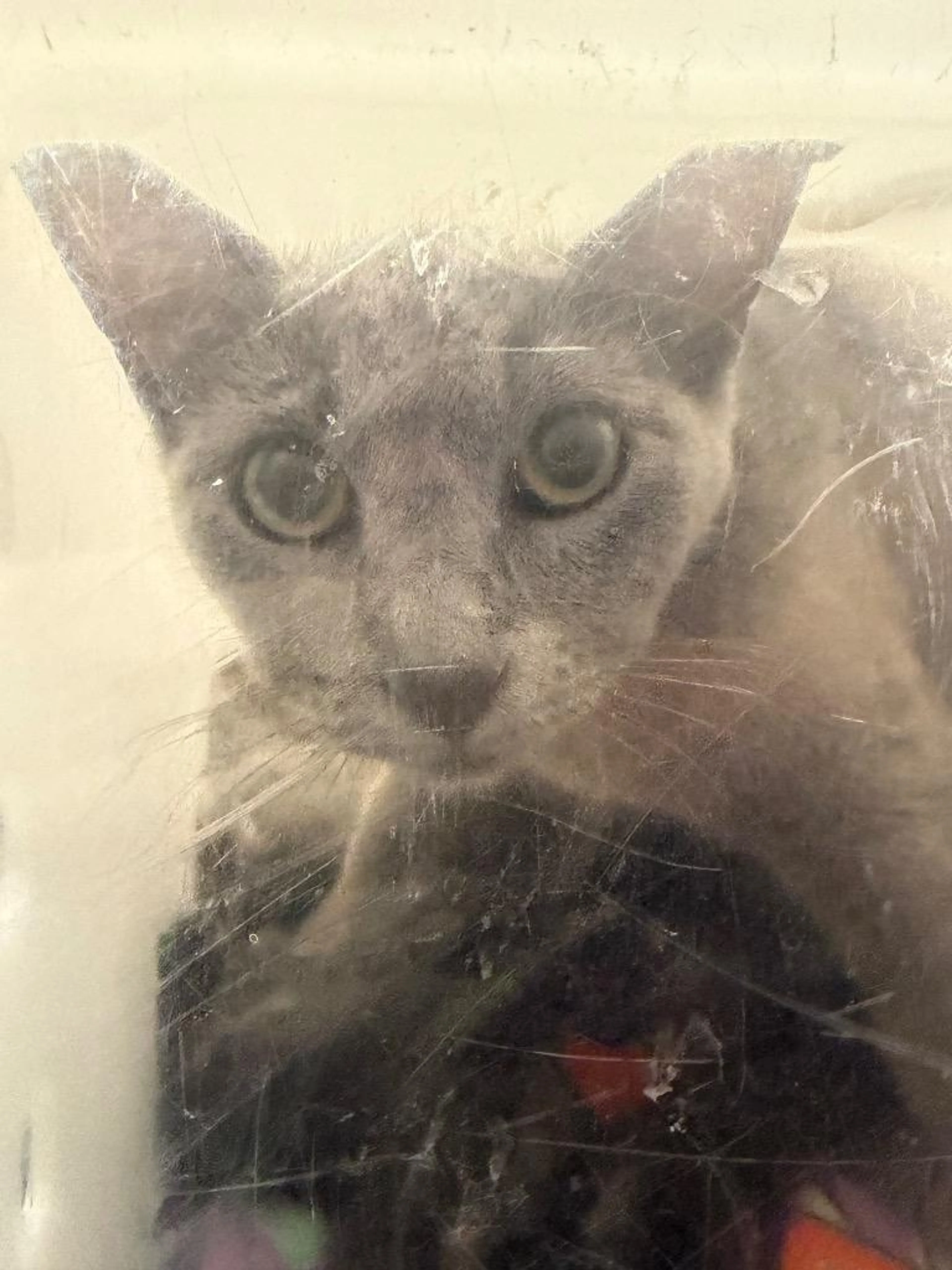 Found pet
