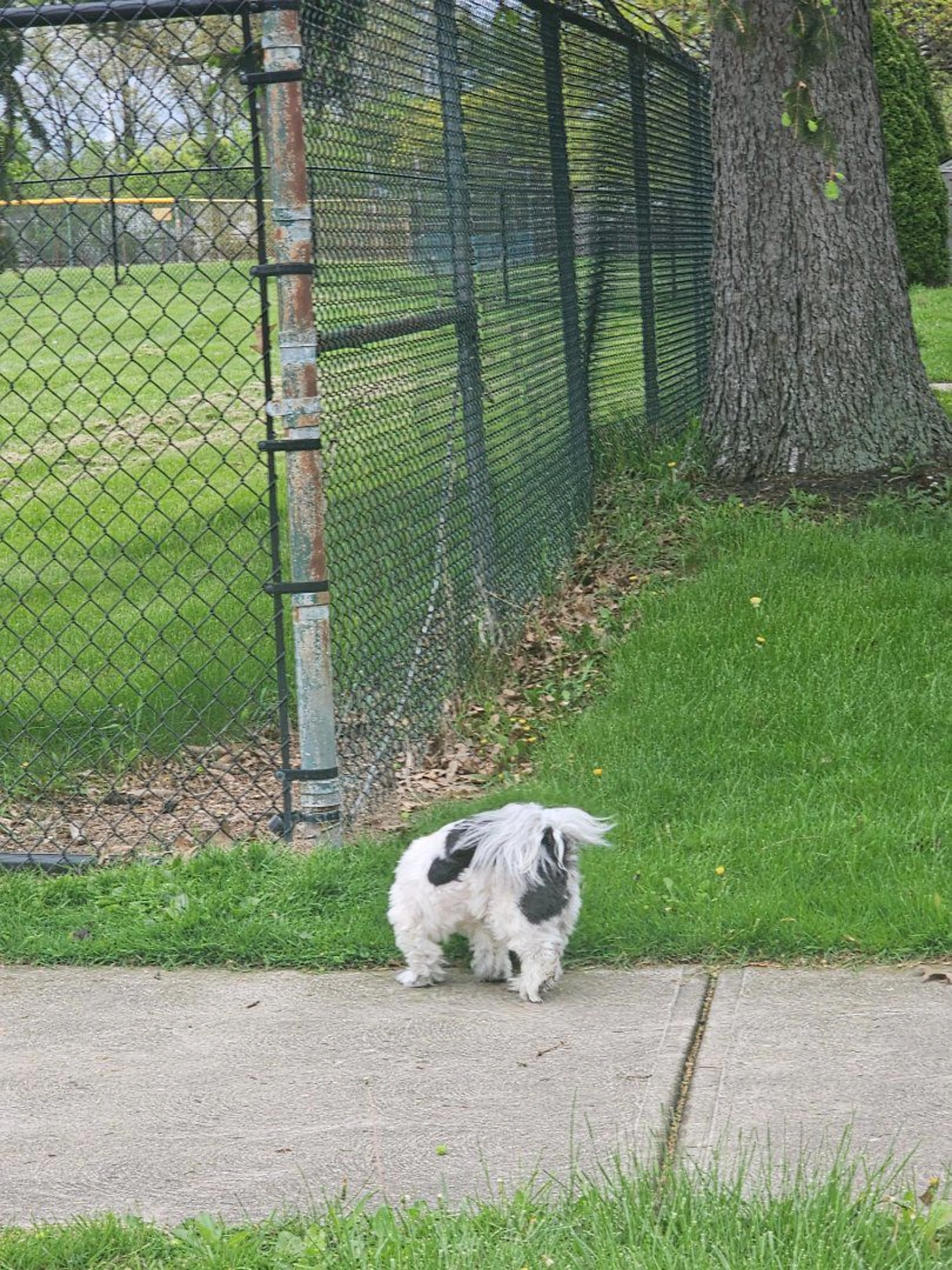 Lost pet
