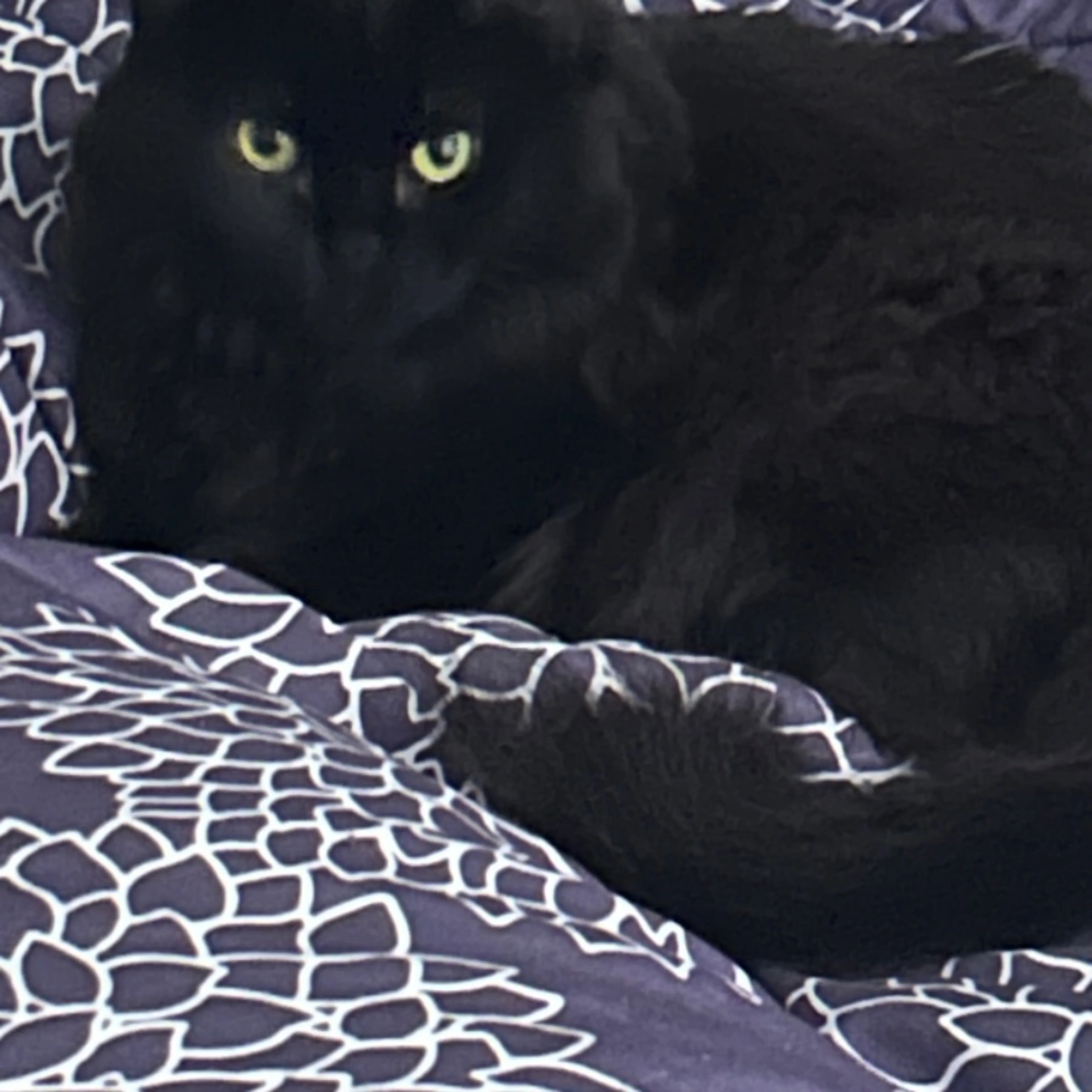 Lost pet