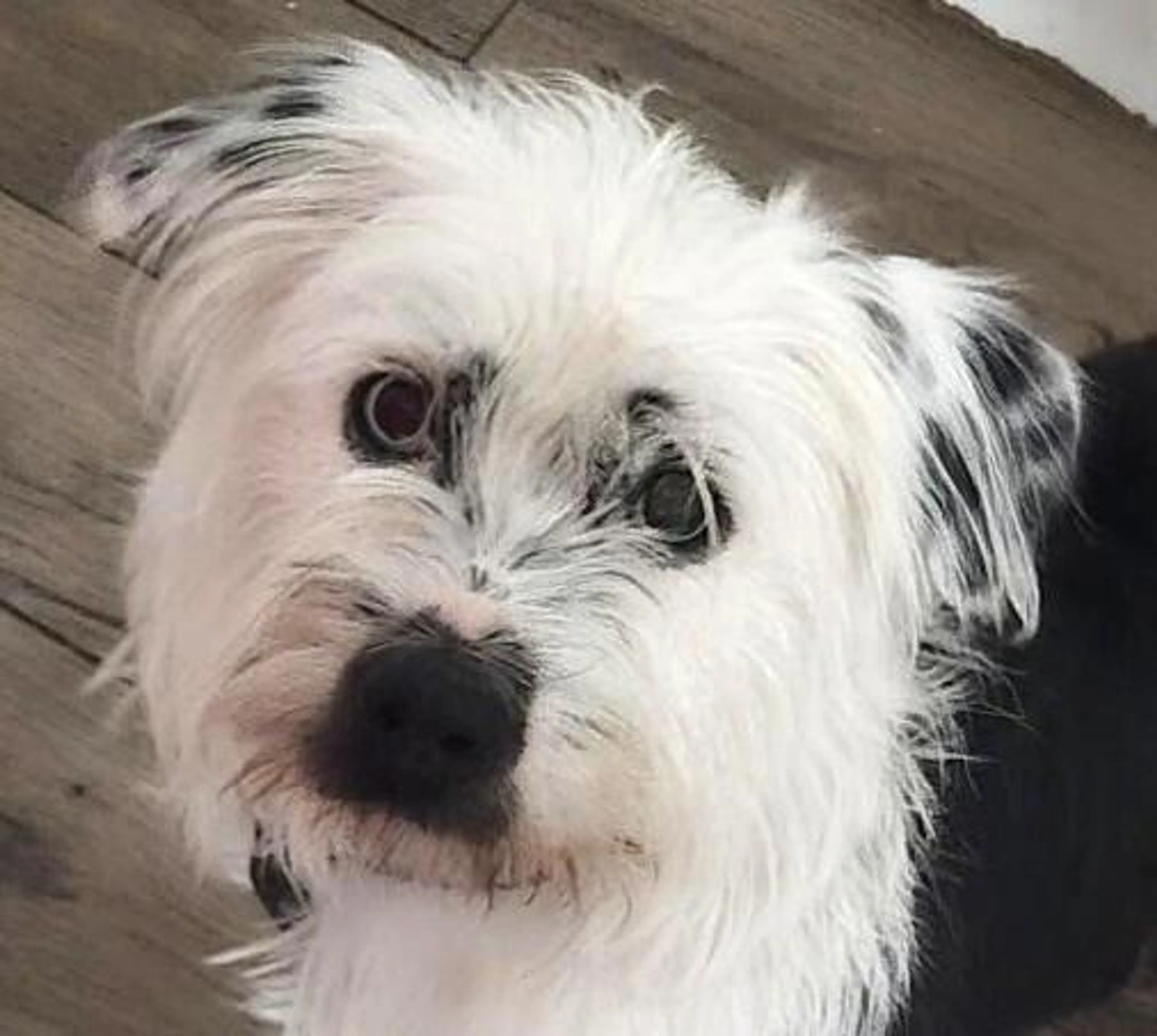 Found pet-4