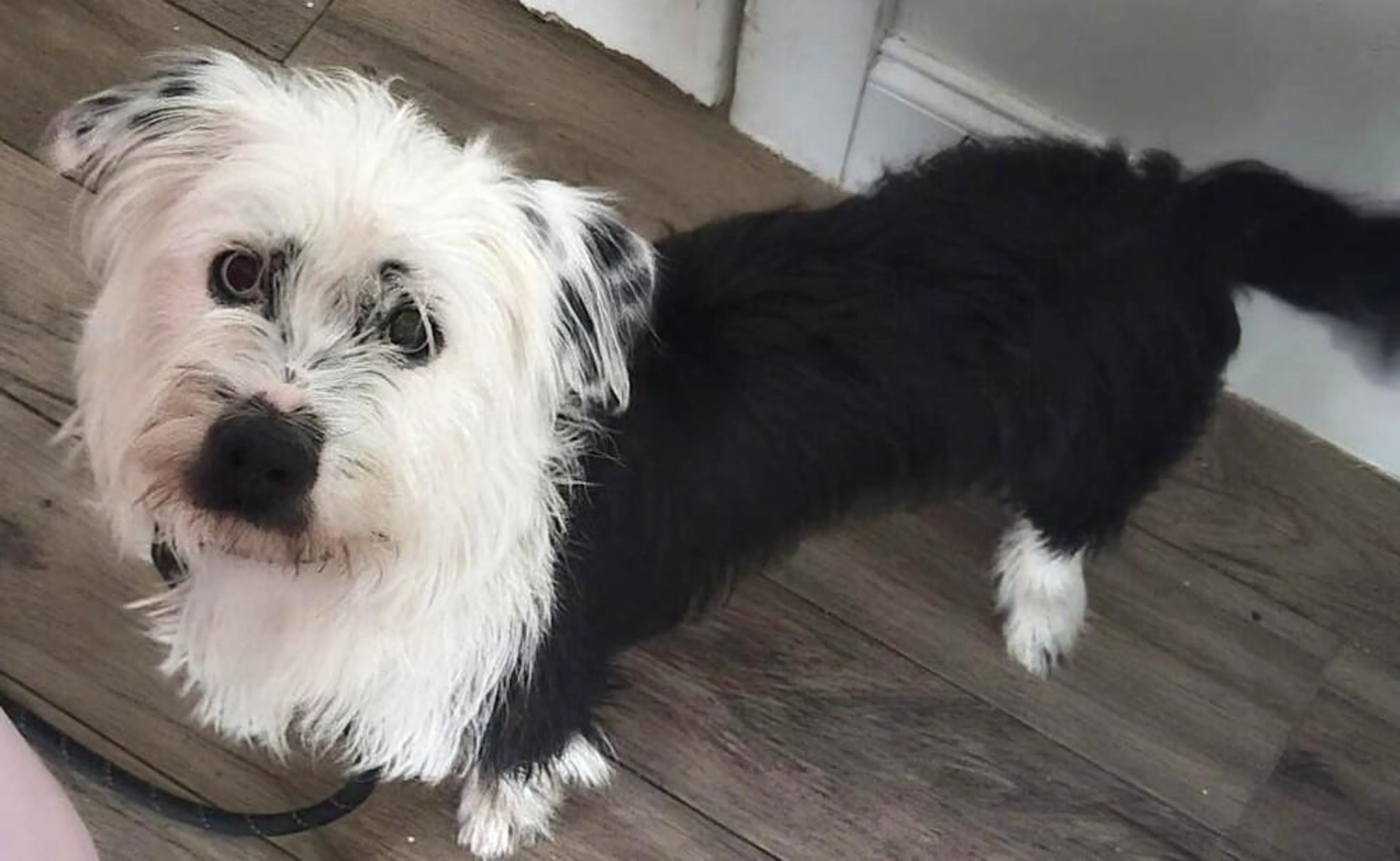 Found pet-5
