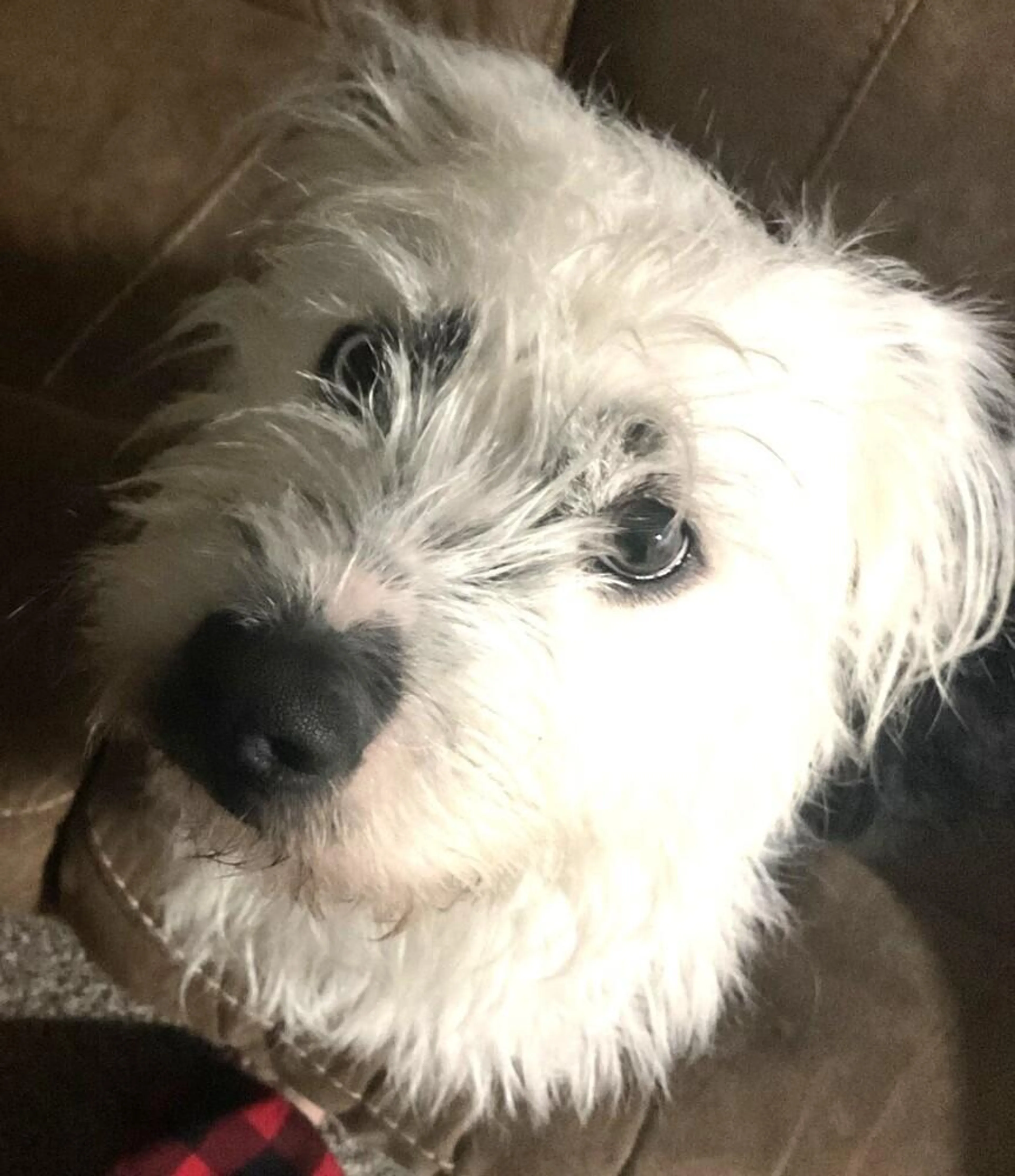 Found pet-3