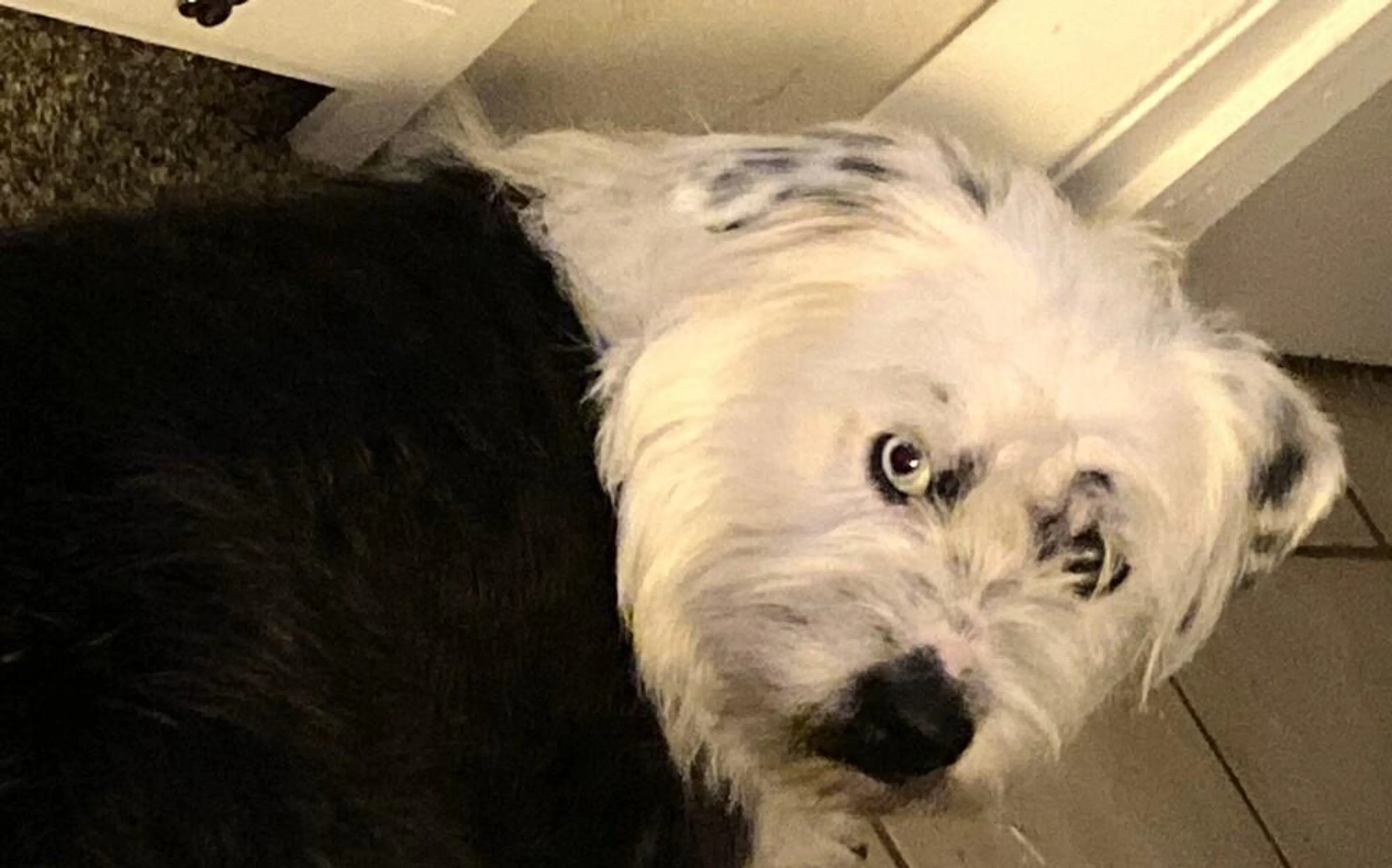 Found pet-2