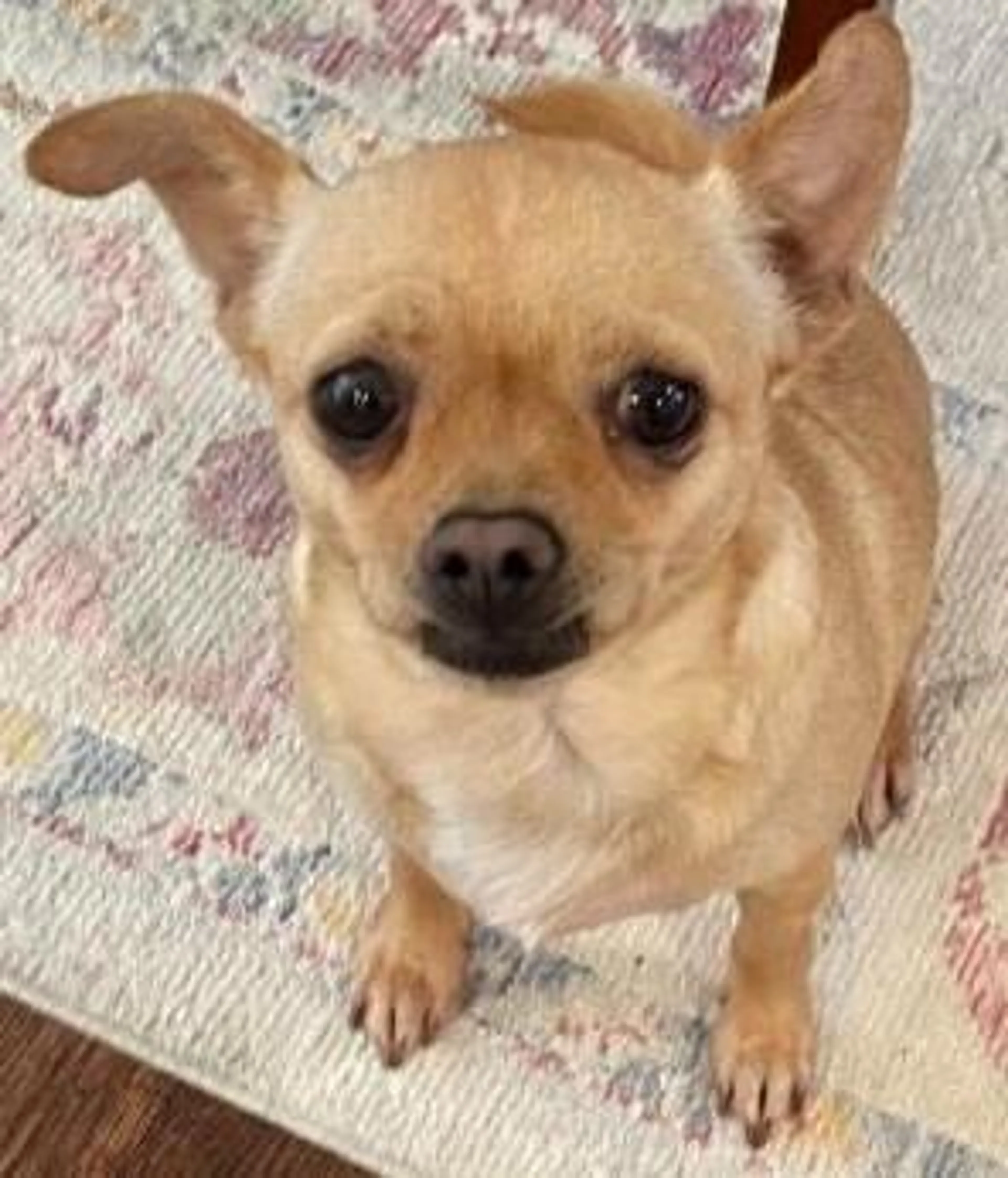 Found pet-2