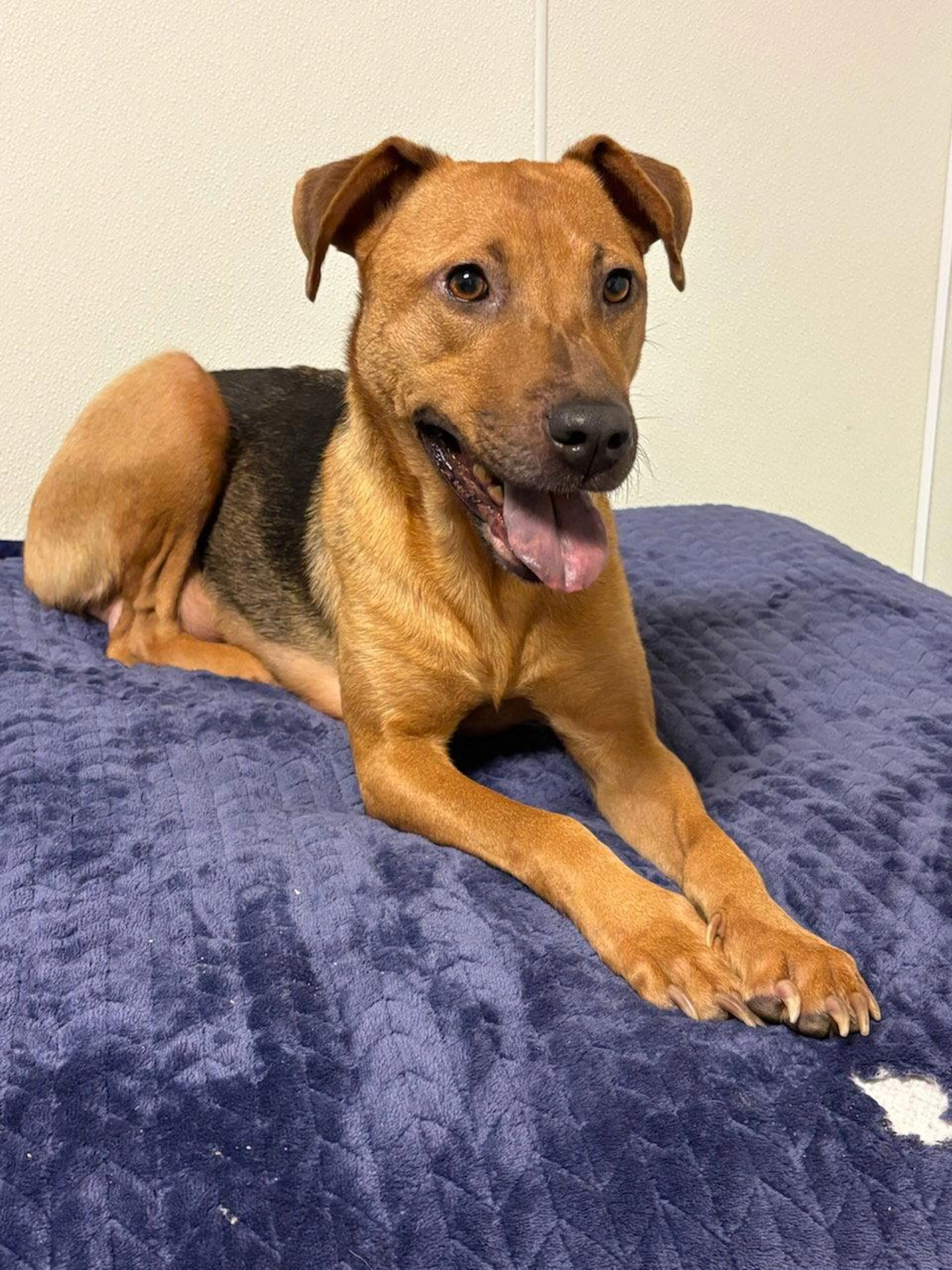 Found pet-2