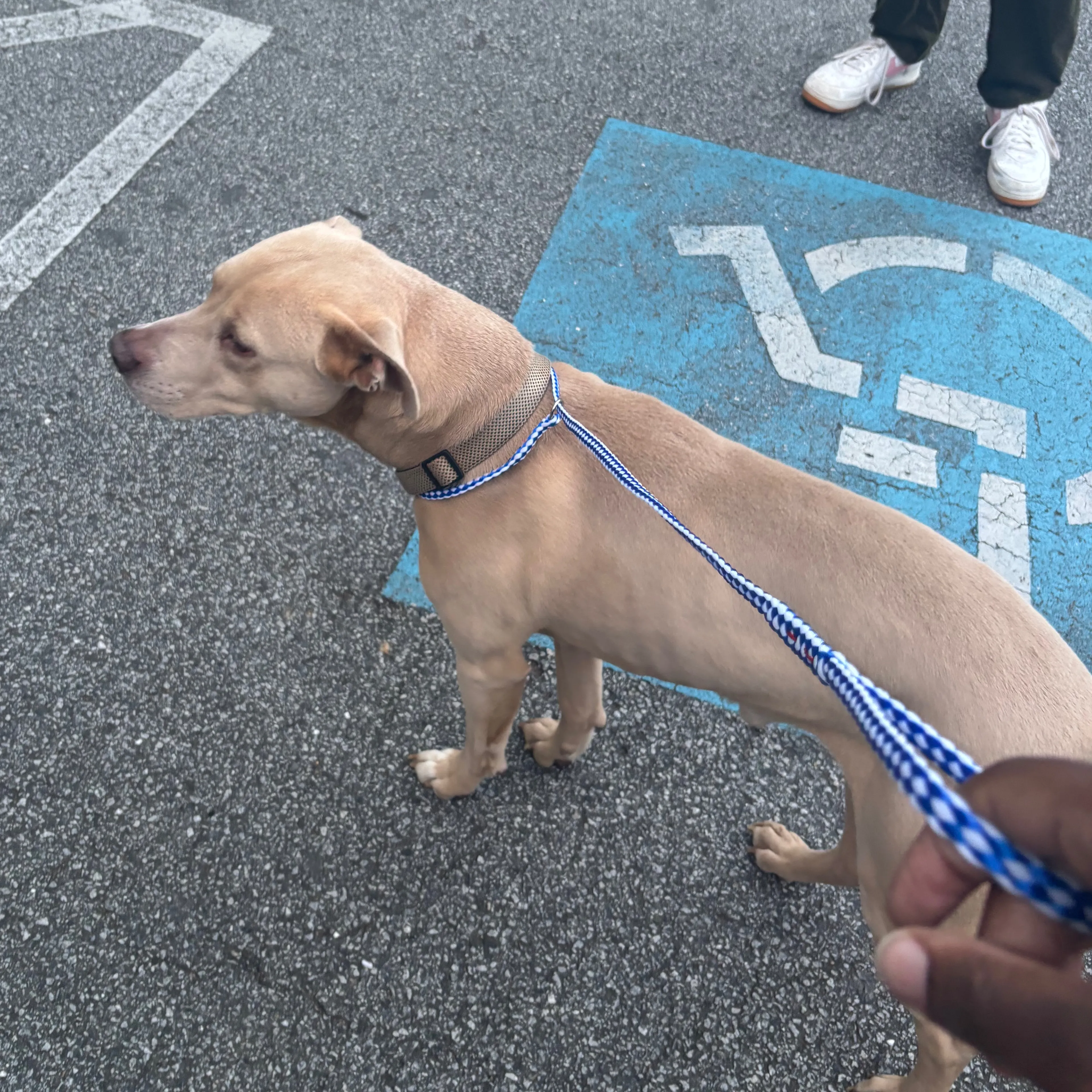 Found pet-1