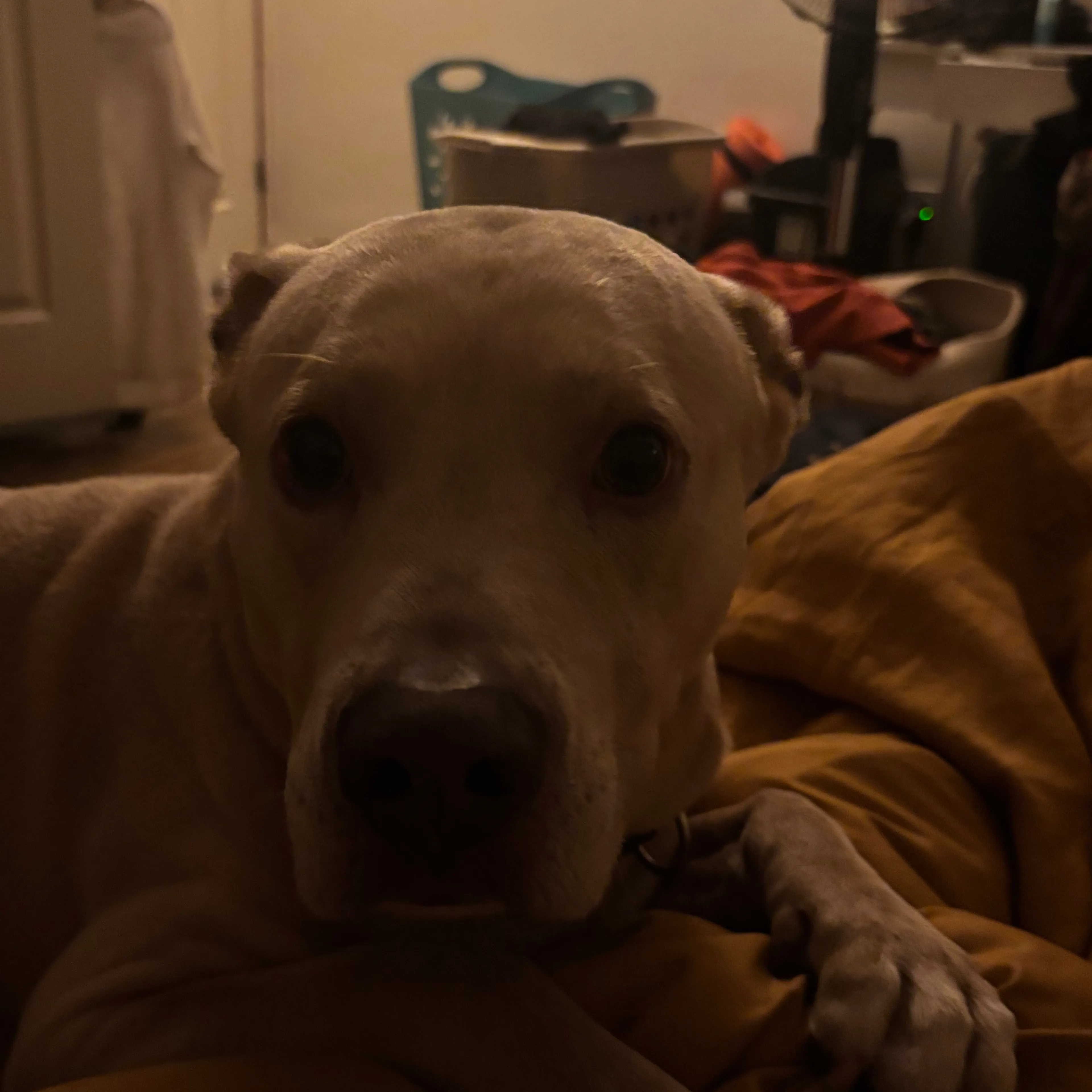 Found pet-2
