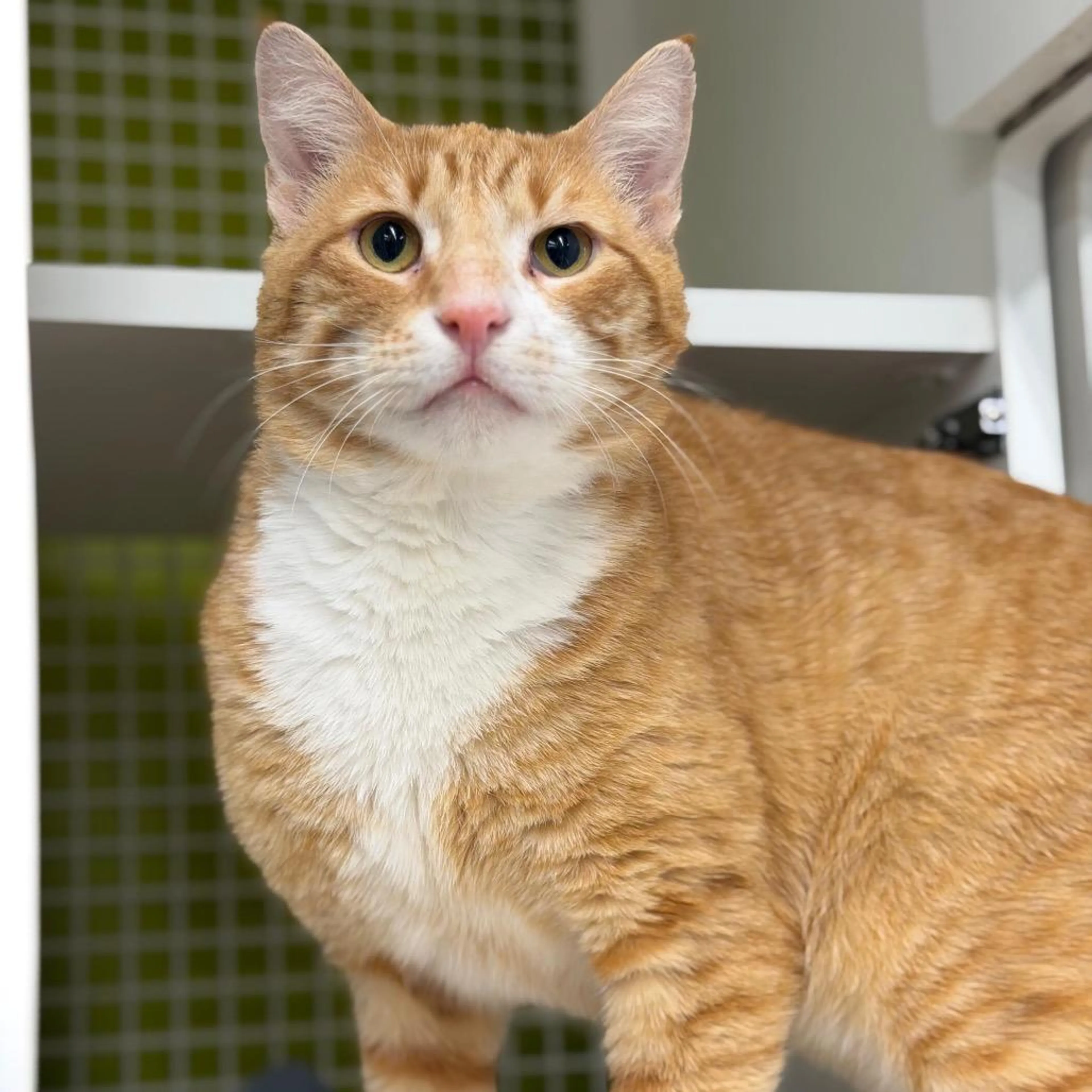 Found pet-1