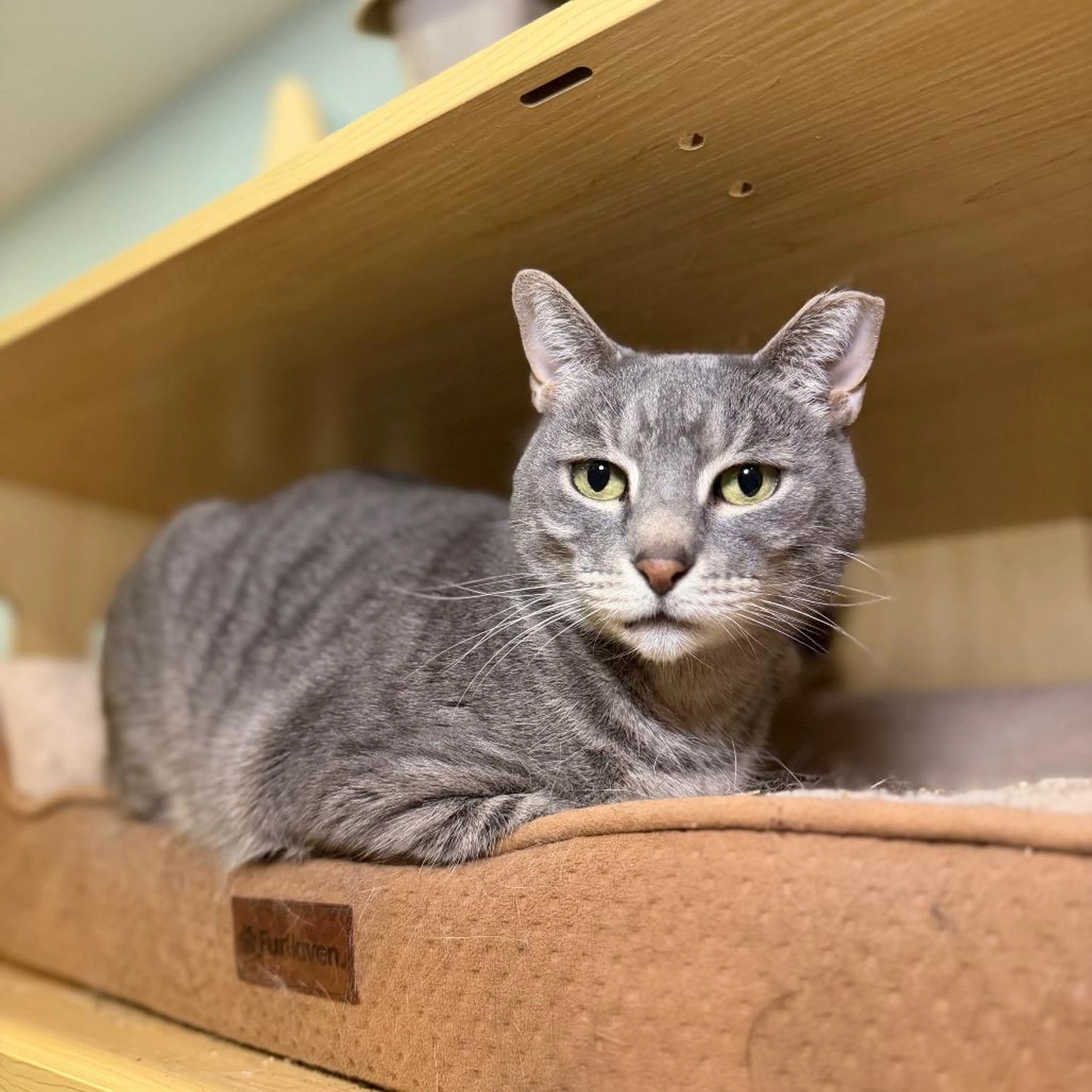 Found pet
