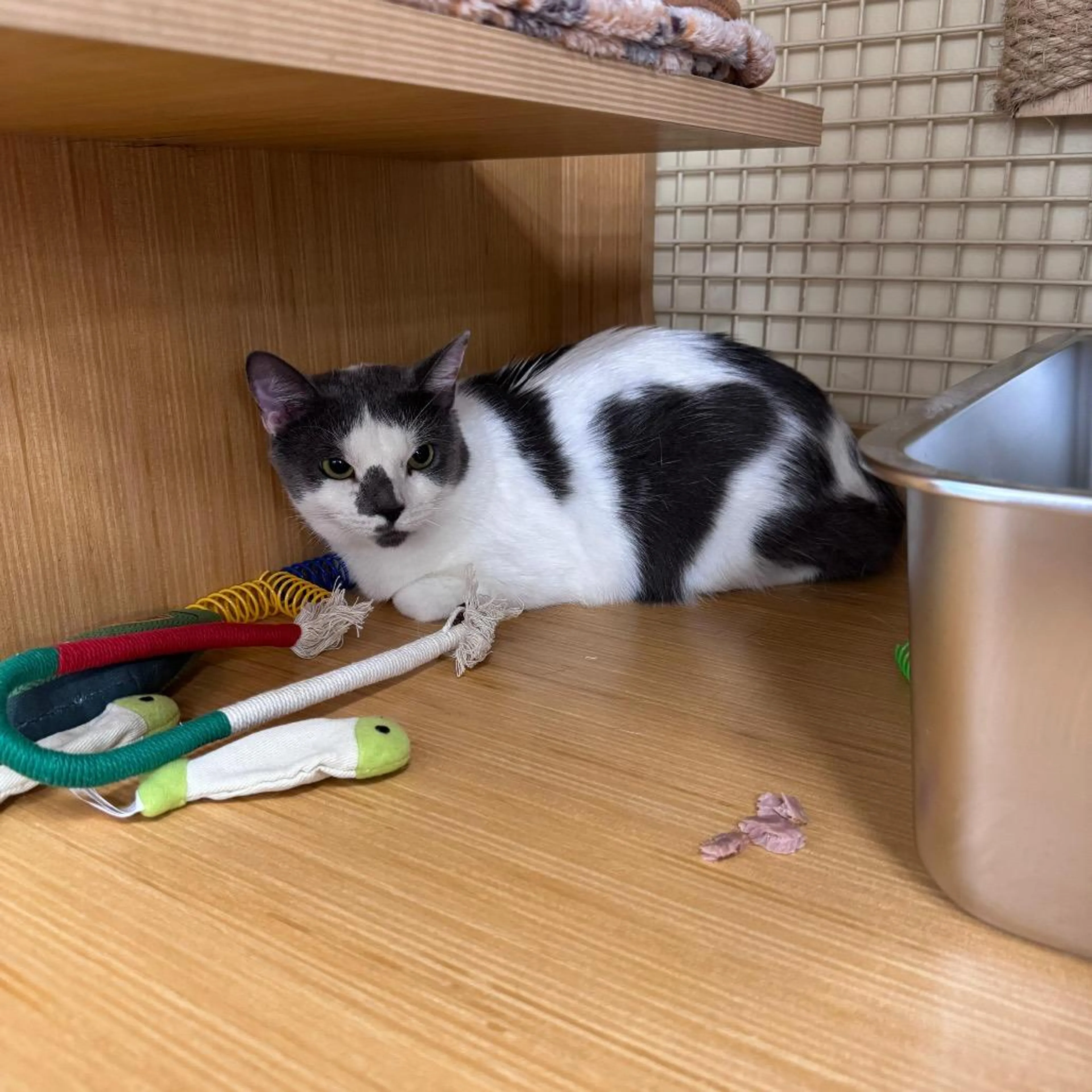 Found pet-1