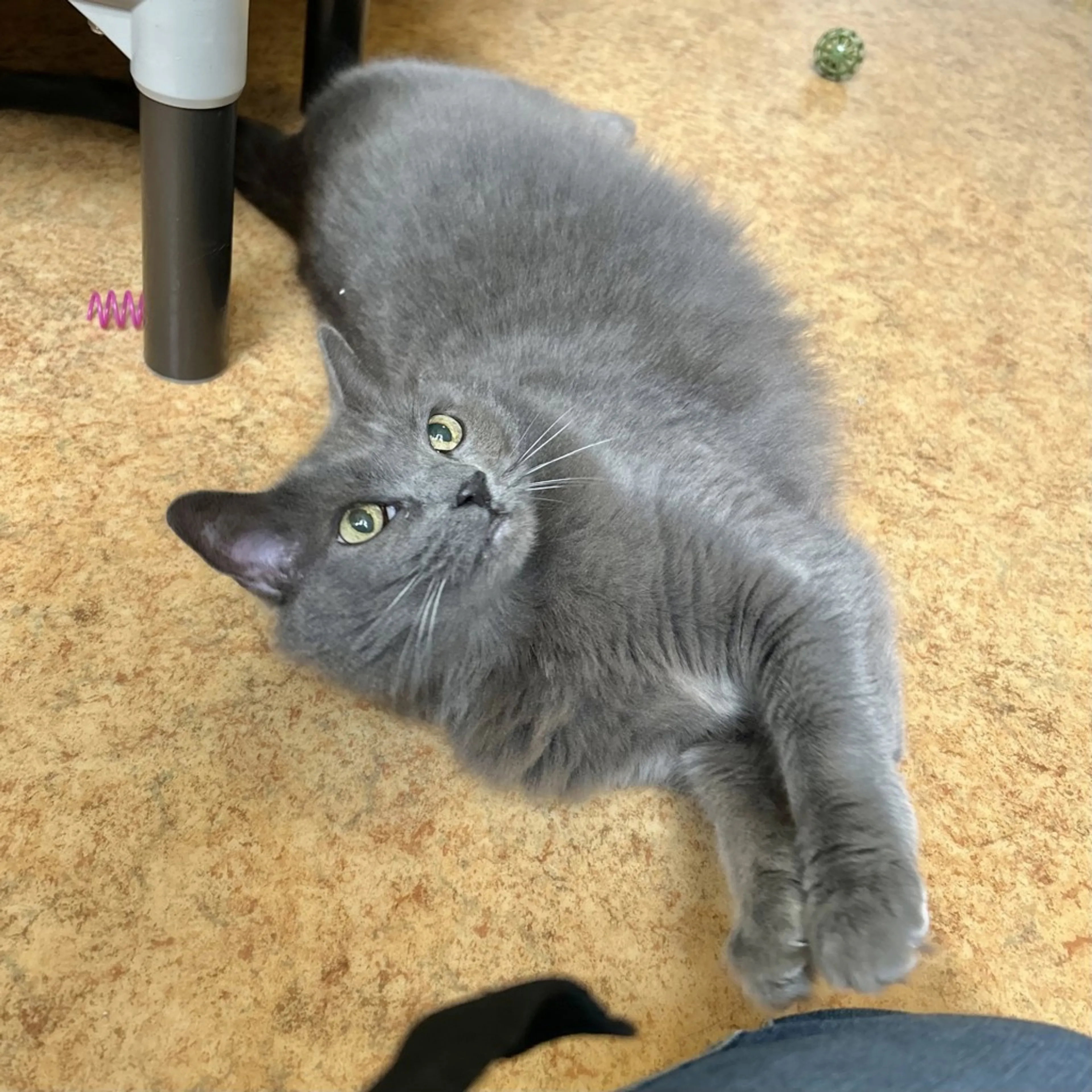 Found pet-2