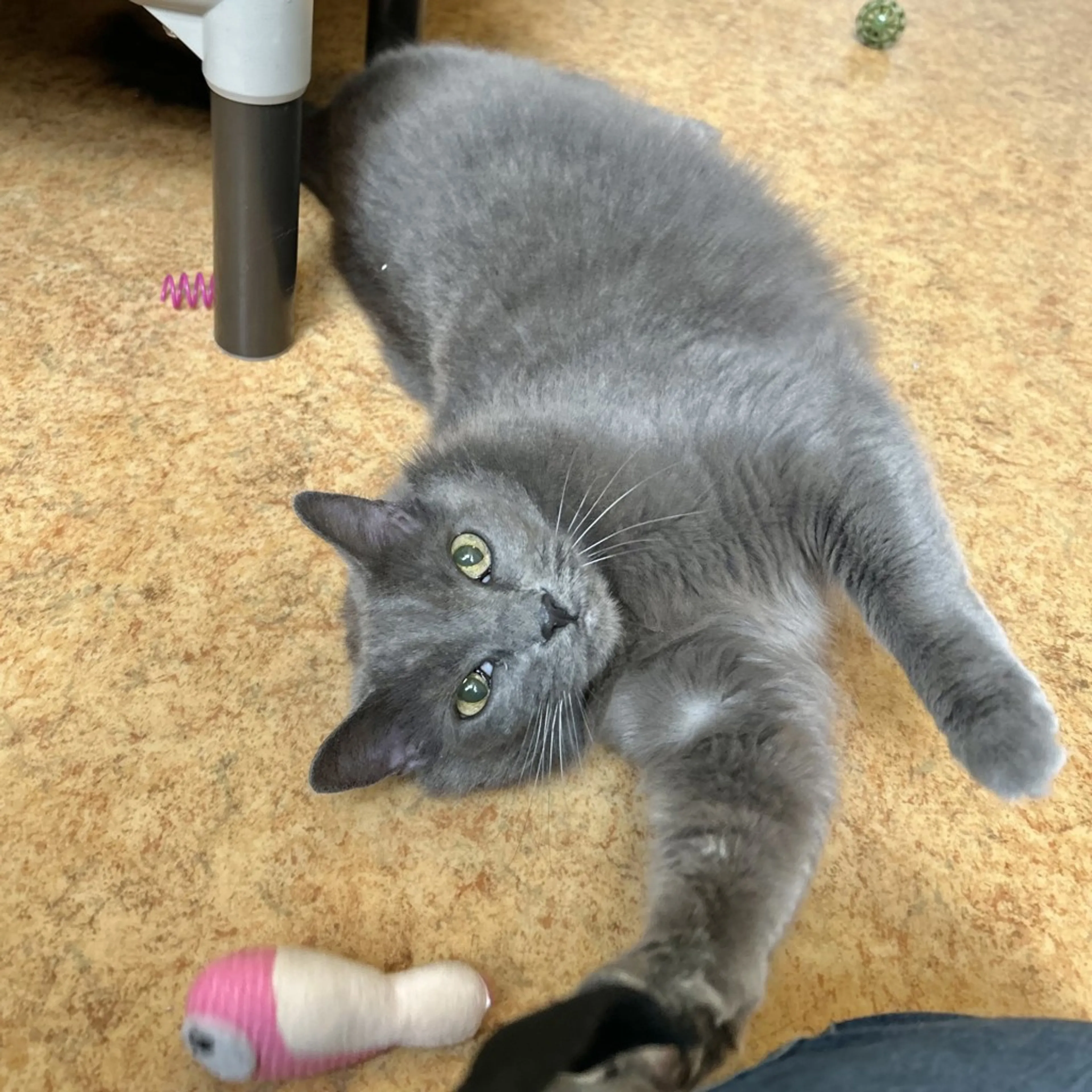 Found pet-3