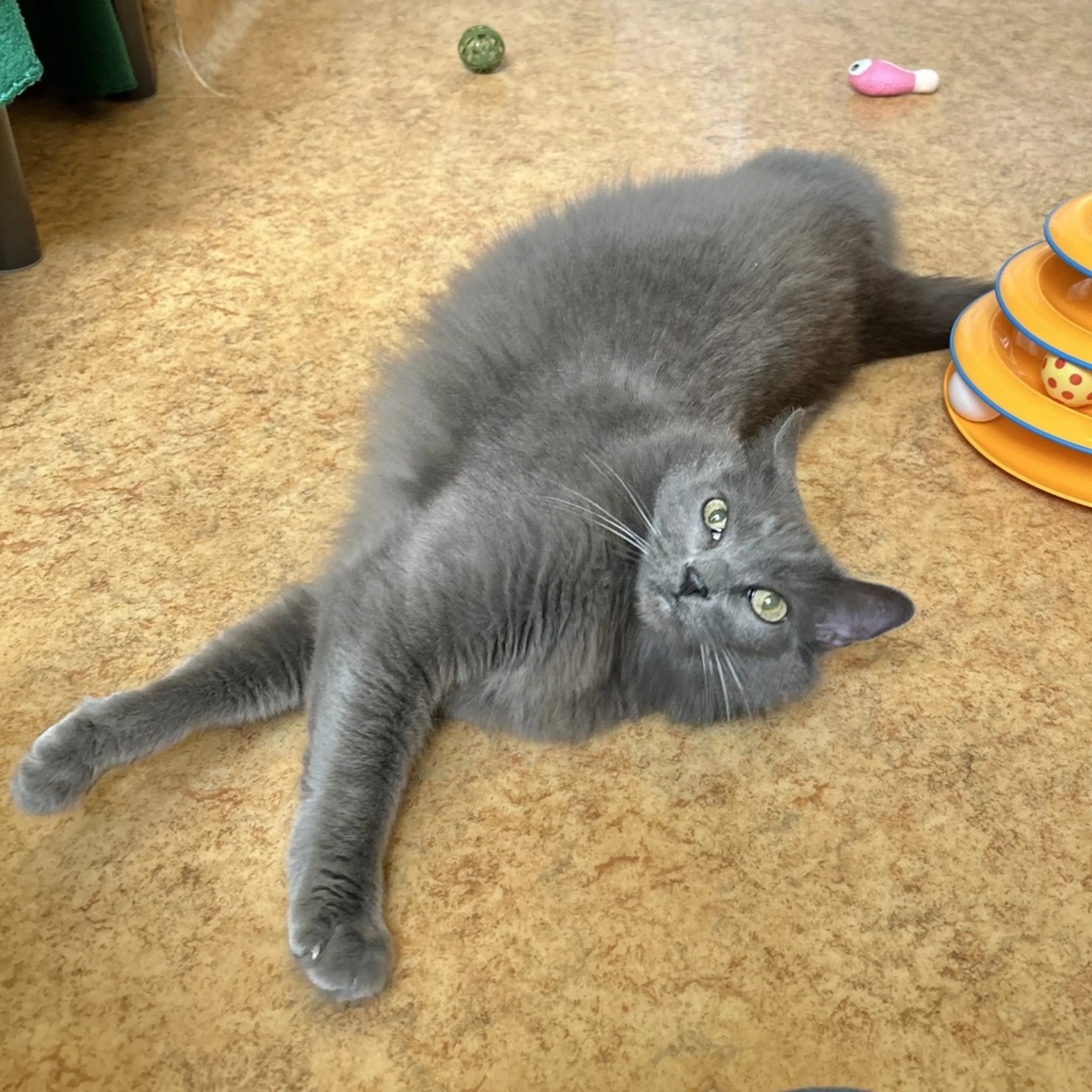 Found pet-1
