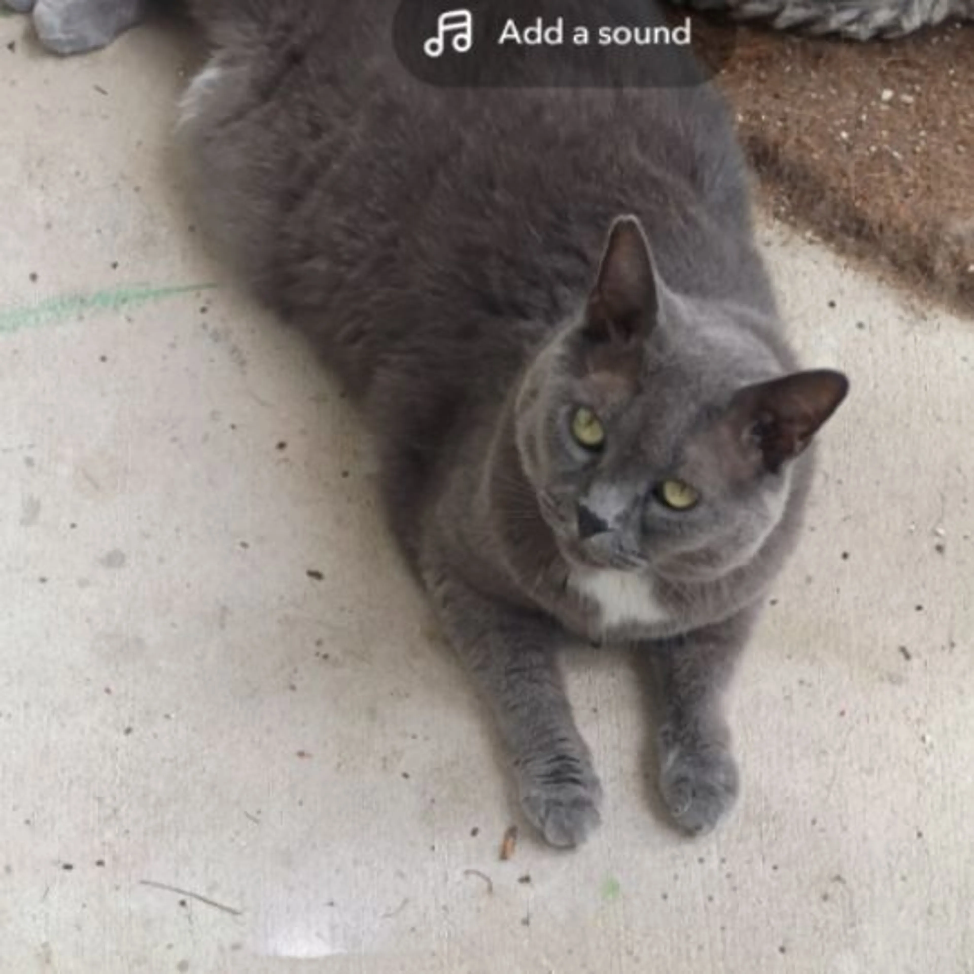 Lost pet