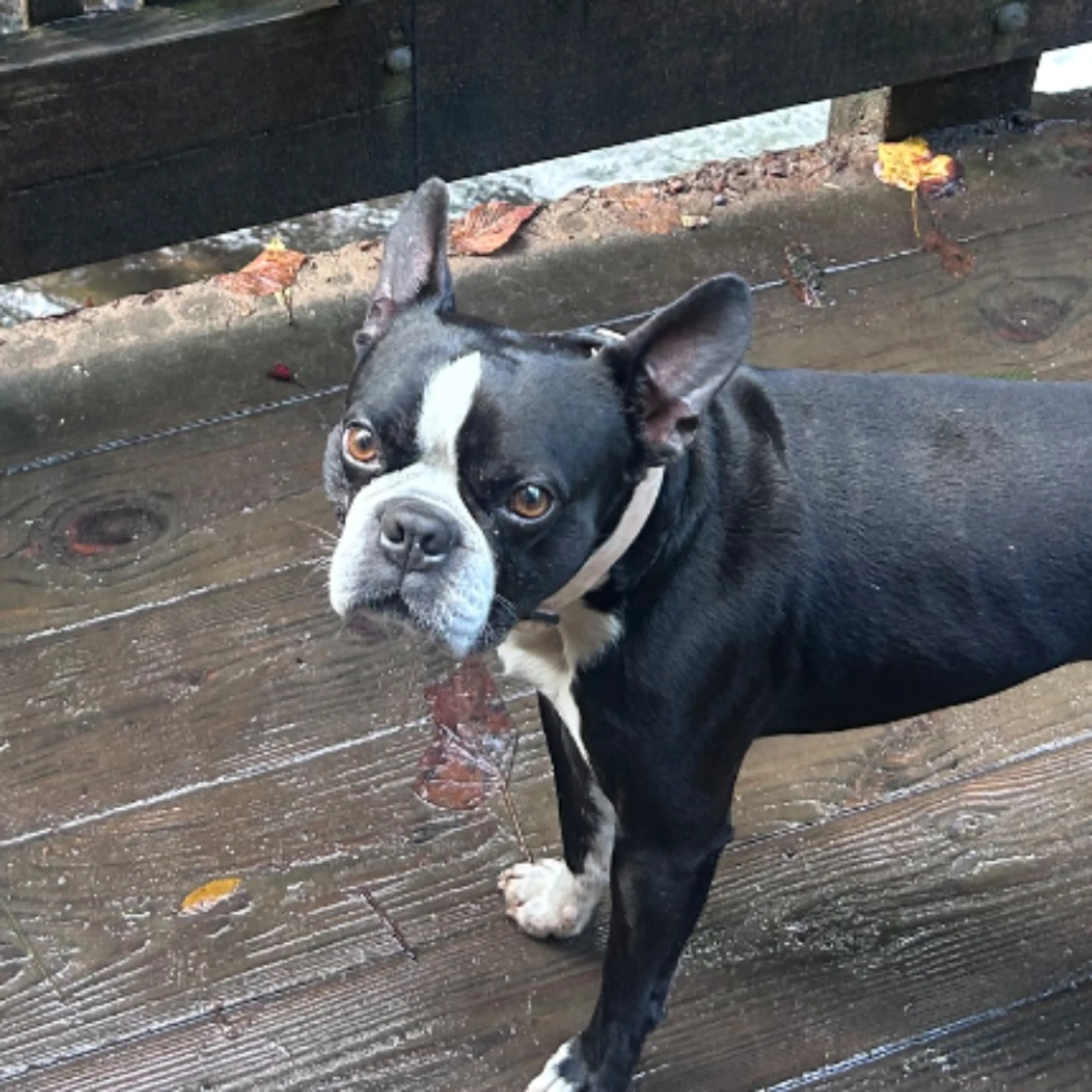 Lost pet