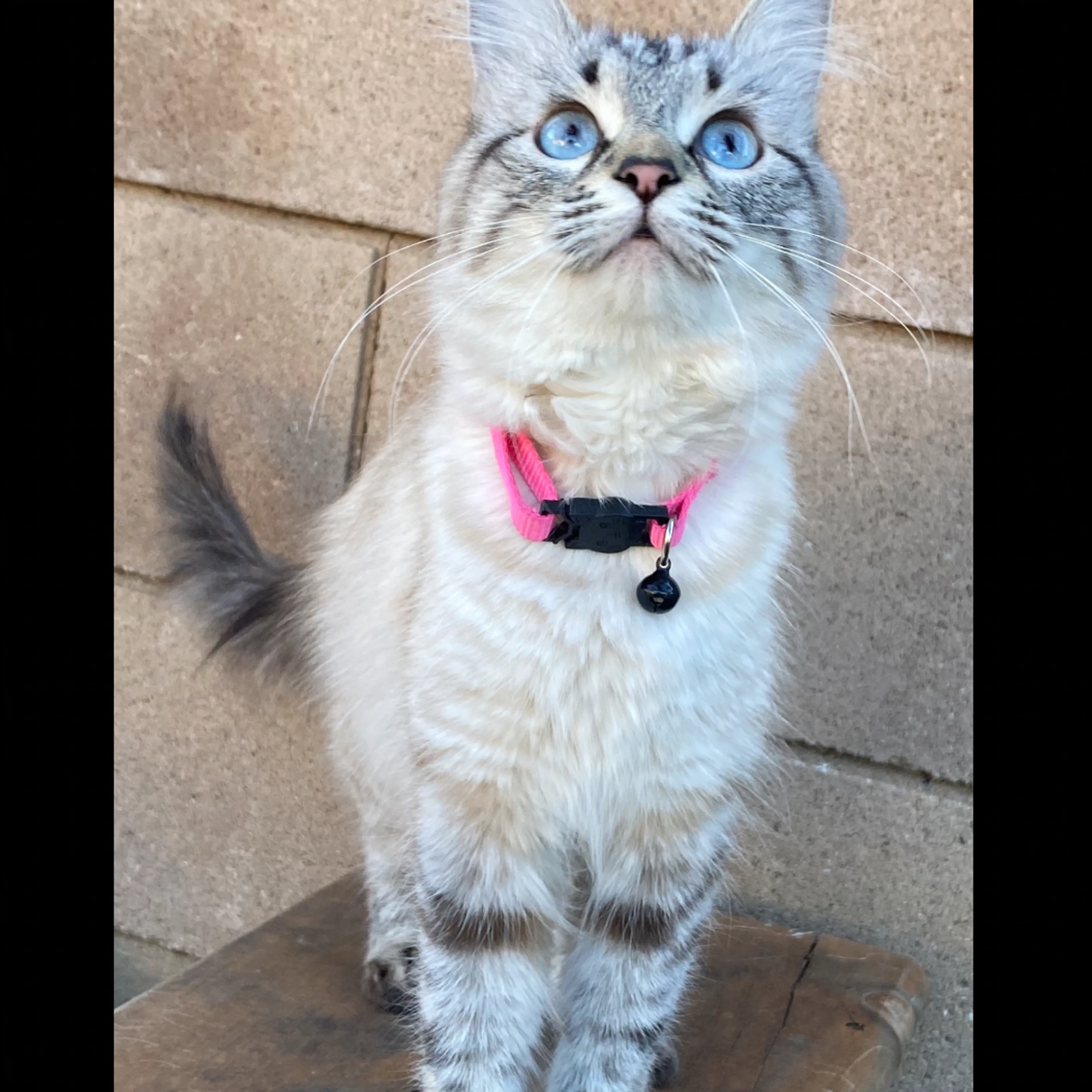 Lost pet-2