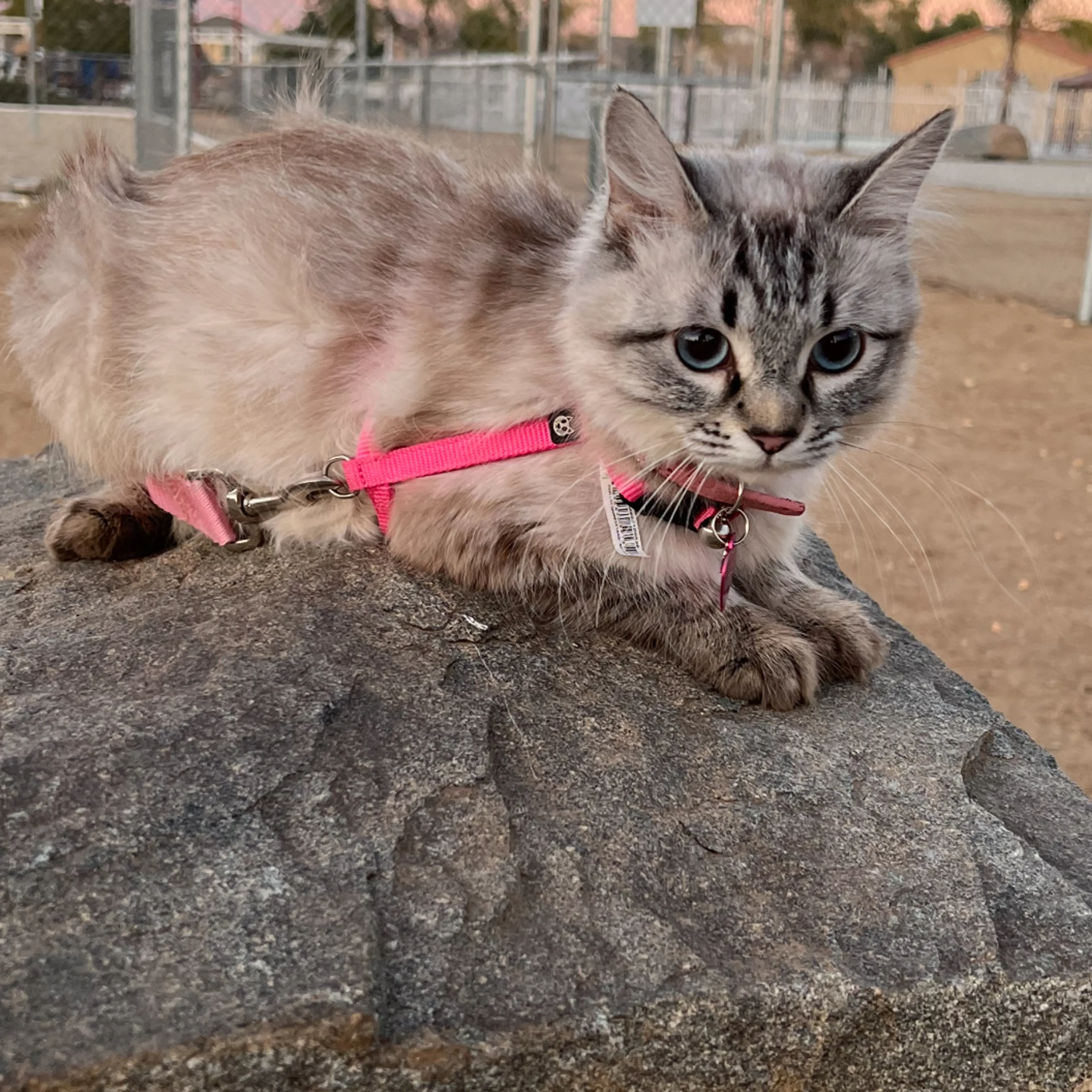 Lost pet-3