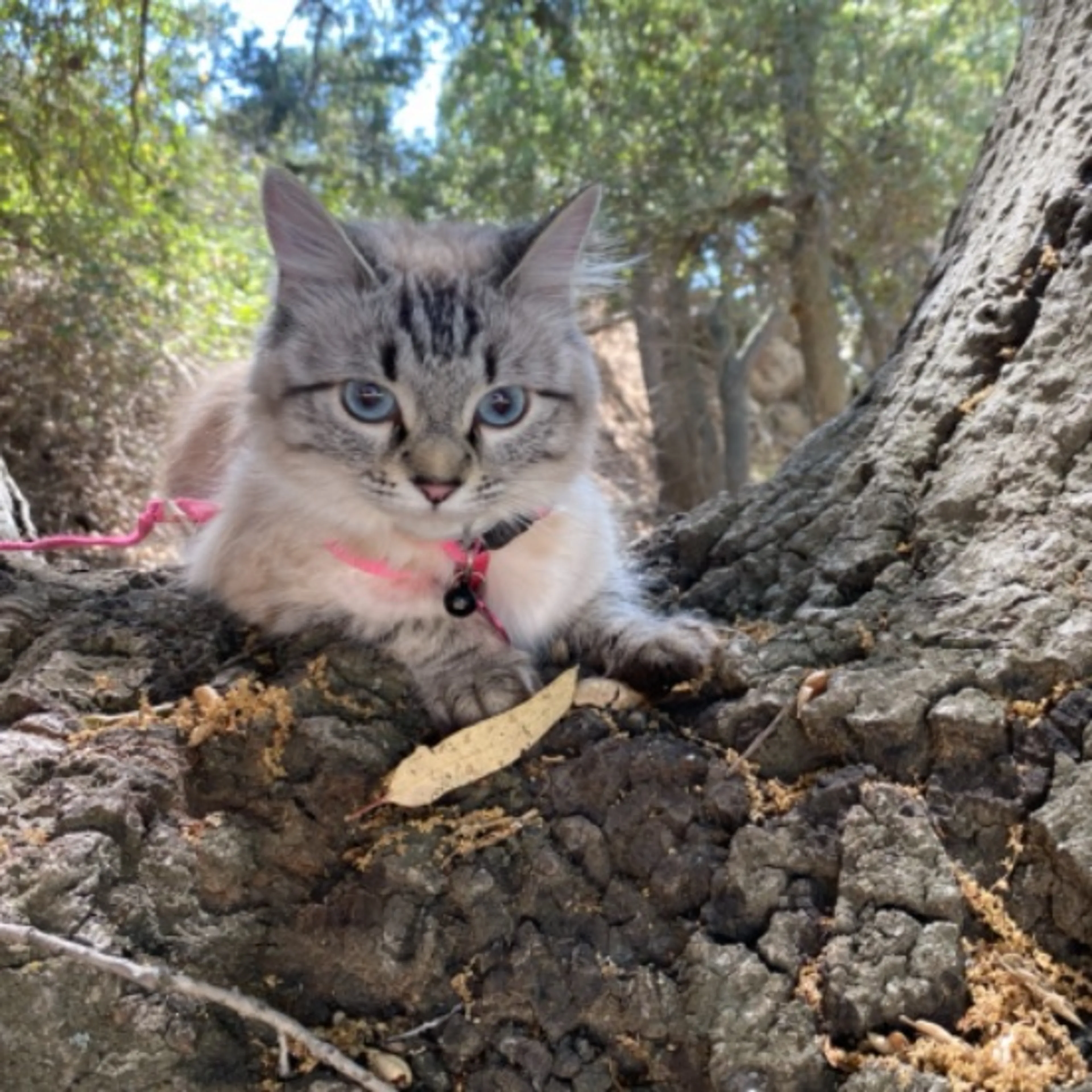 Lost pet-0