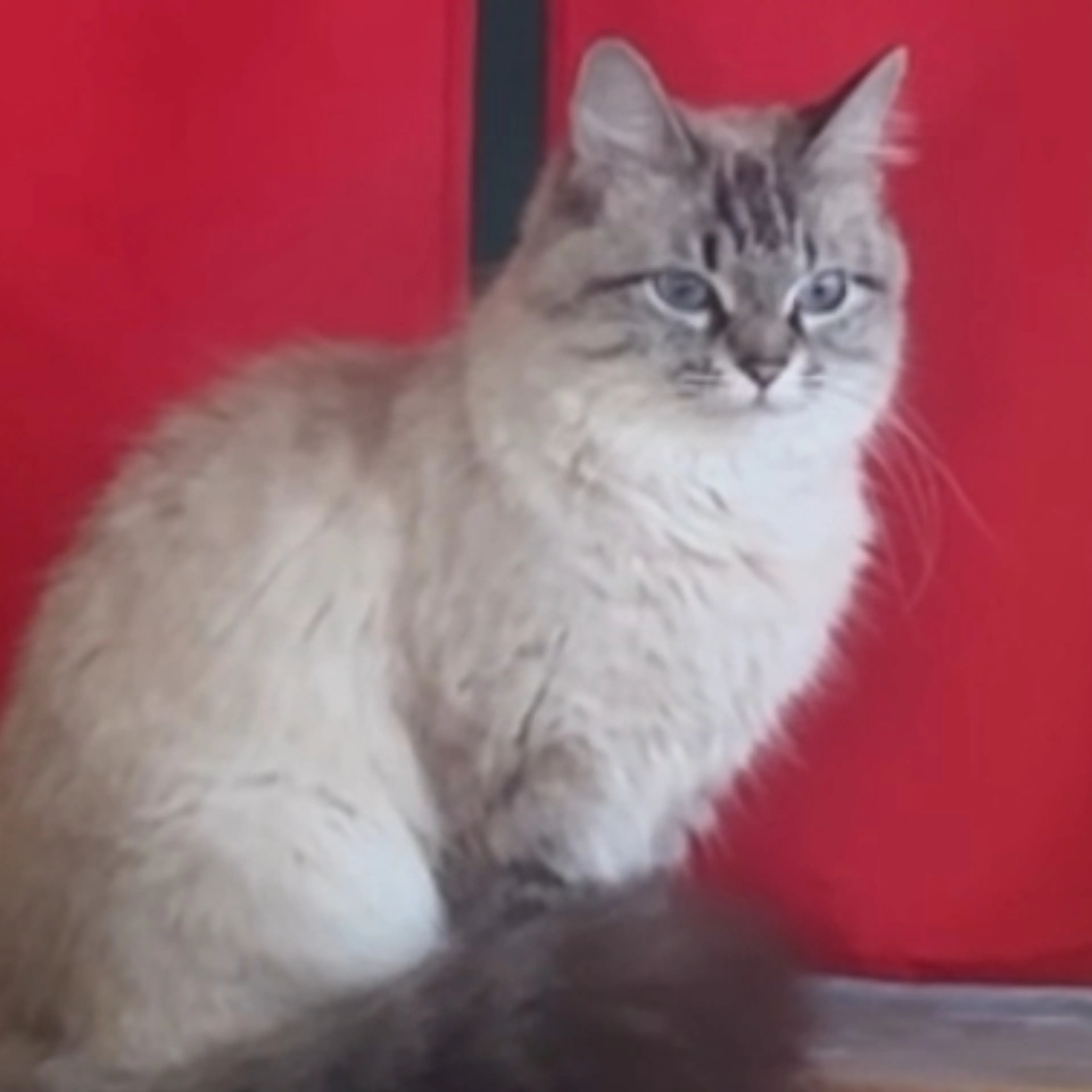 Lost pet-1